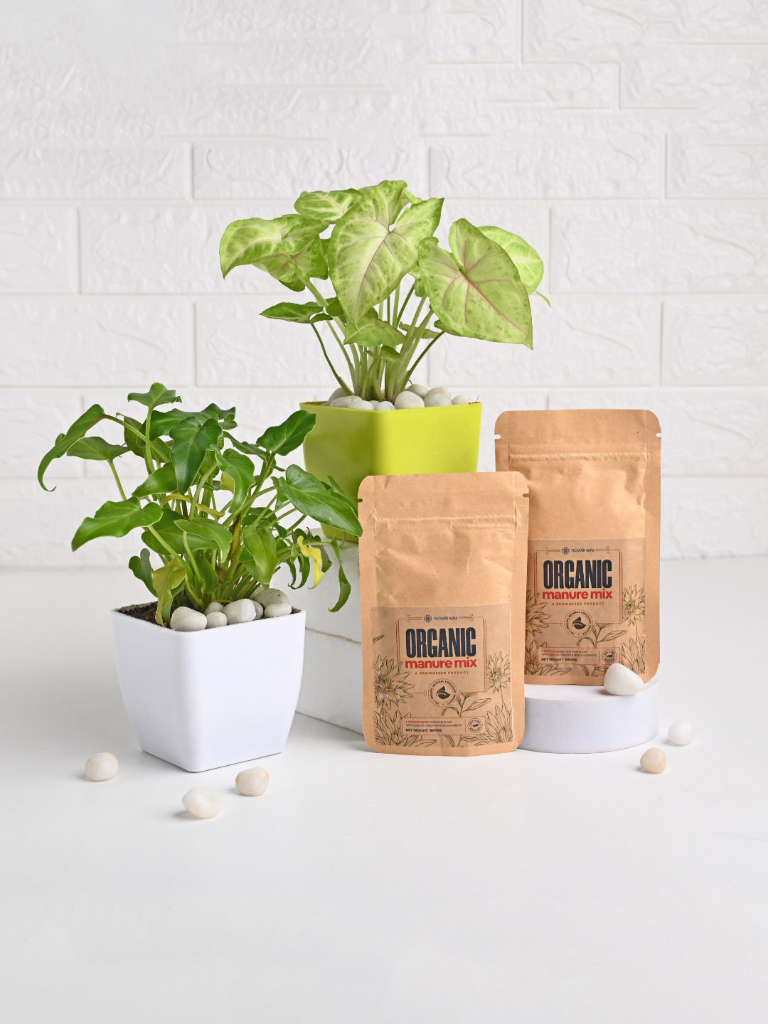 Floweraura Greeen & White 2 Pieces Syngonium & Janedo Live Plants In Pot