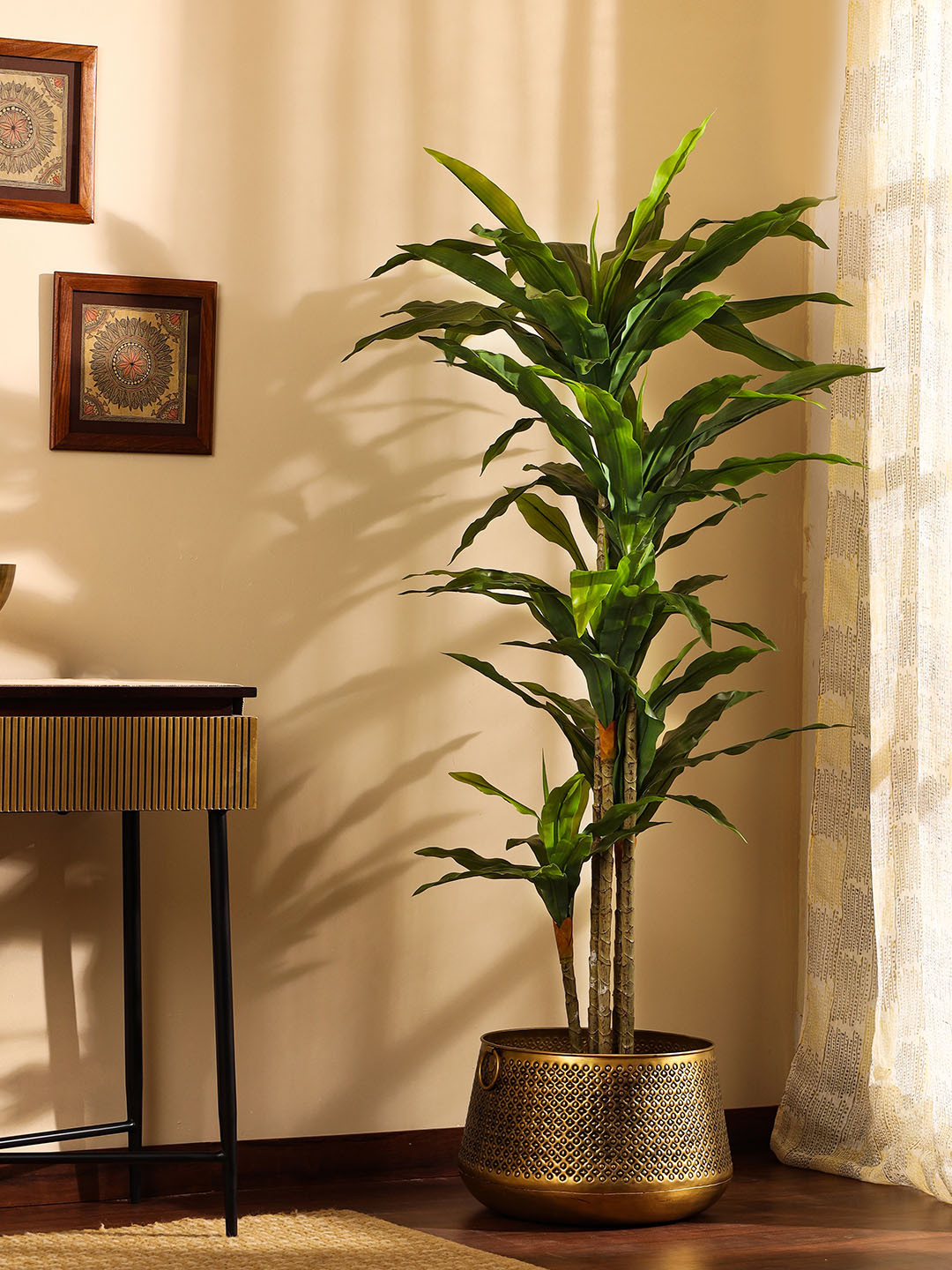 Elemntl Green Dracaena Plant With Black Pot