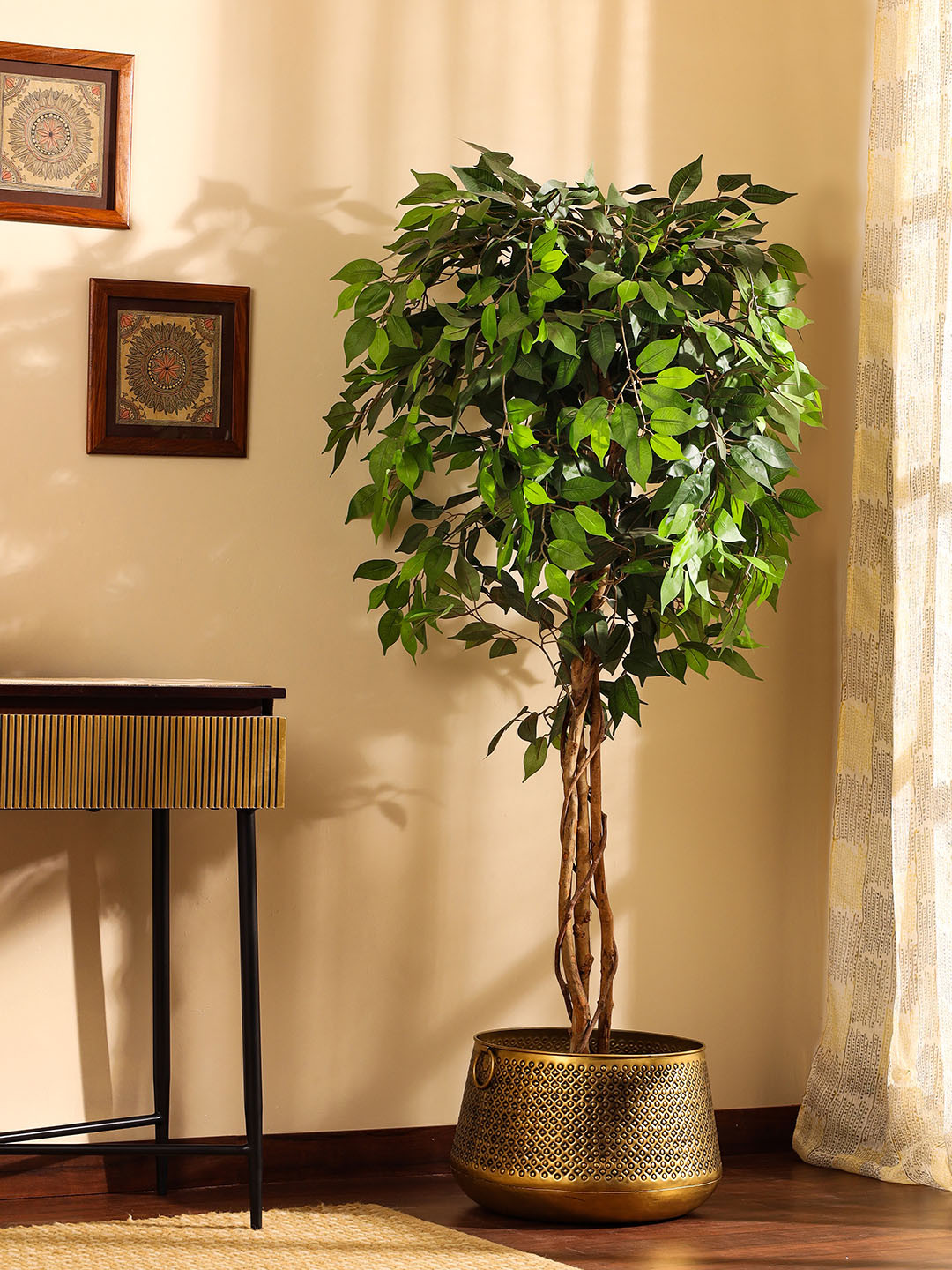 Elemntl Green 1 Pieces Ficus With Pot
