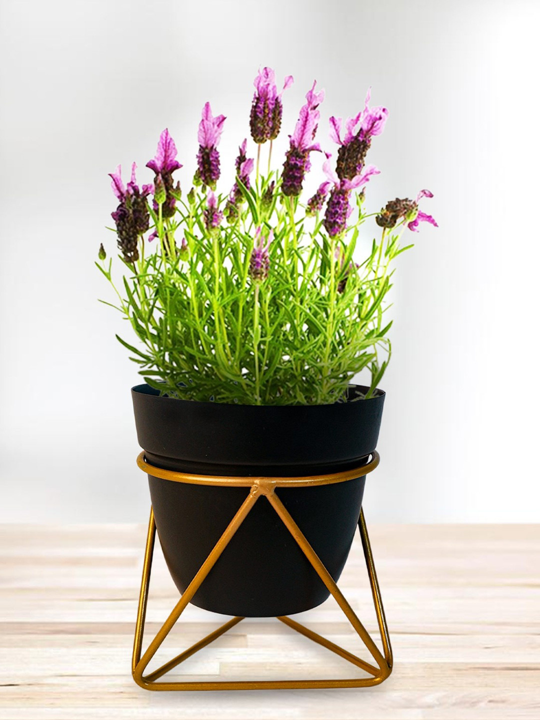 Nymph Reva Home Black & Gold Toned 2 Pieces Steel Planter With Stand
