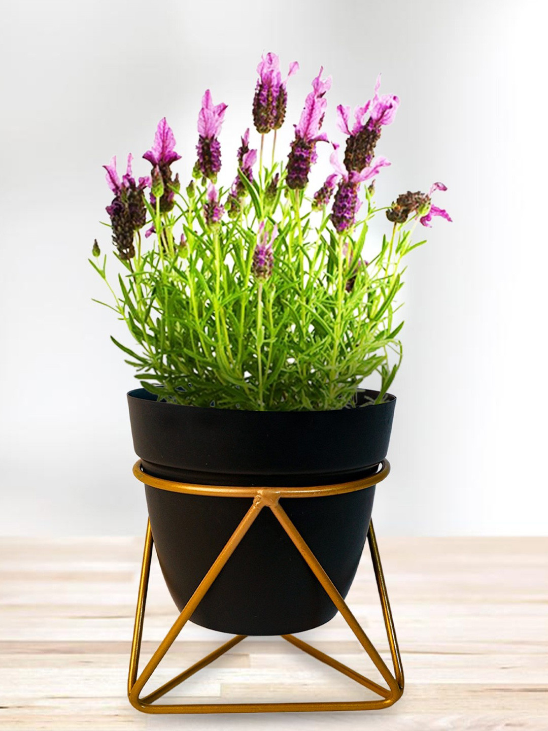 Nymph Reva Home Black & Gold-Toned Indoor Flower Pot With Stand