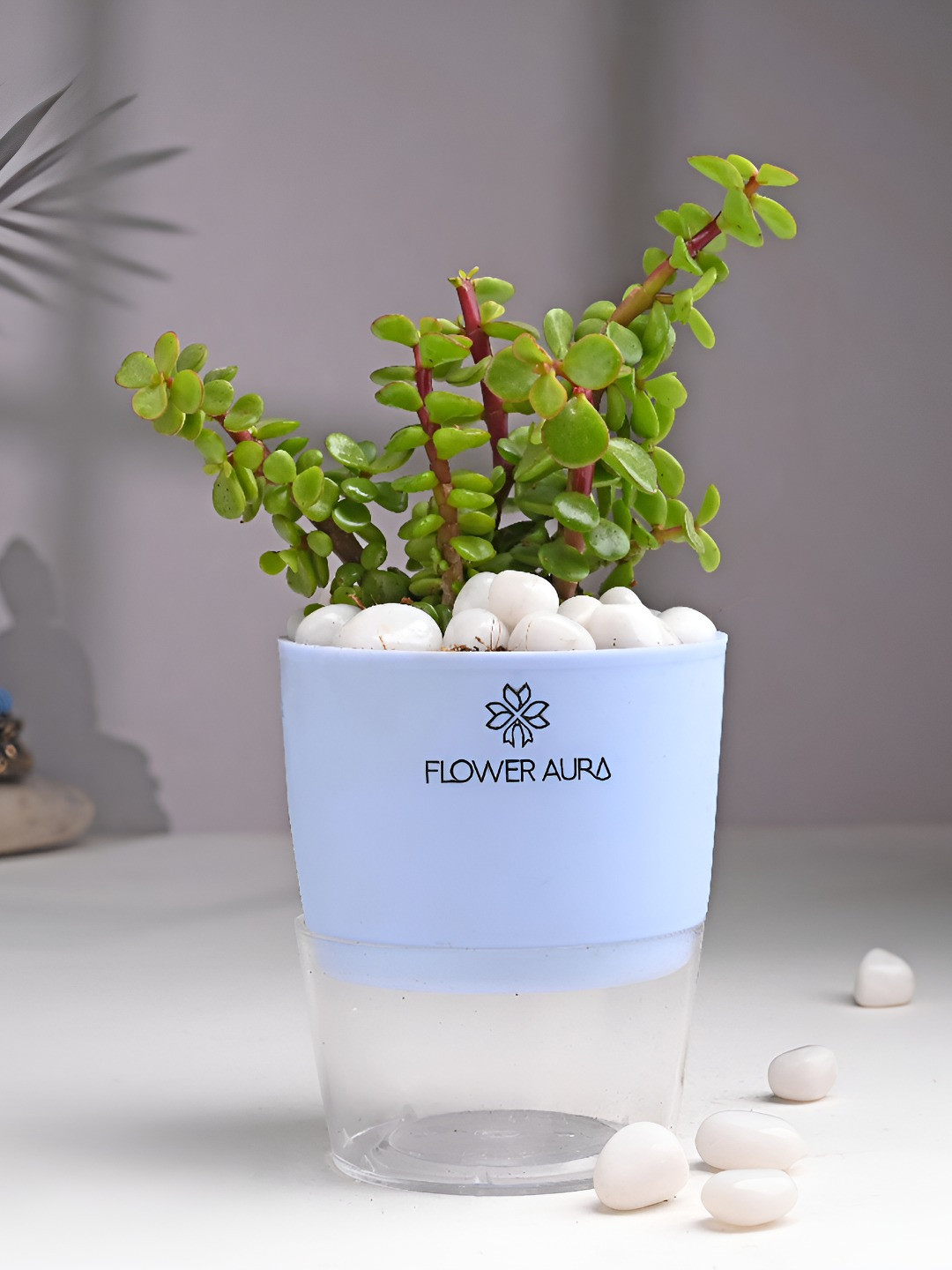 Floweraura Green Air Purifying Good Luck Jade Live Plant With Self Watering Pot-10 cm