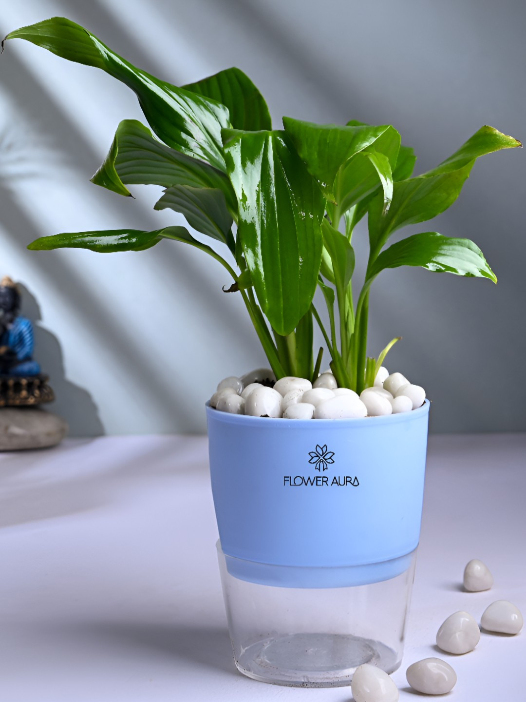 Floweraura Green Indoor Air Purifying Peace Lily Live Plant With Self Watering Pot - 10 cm