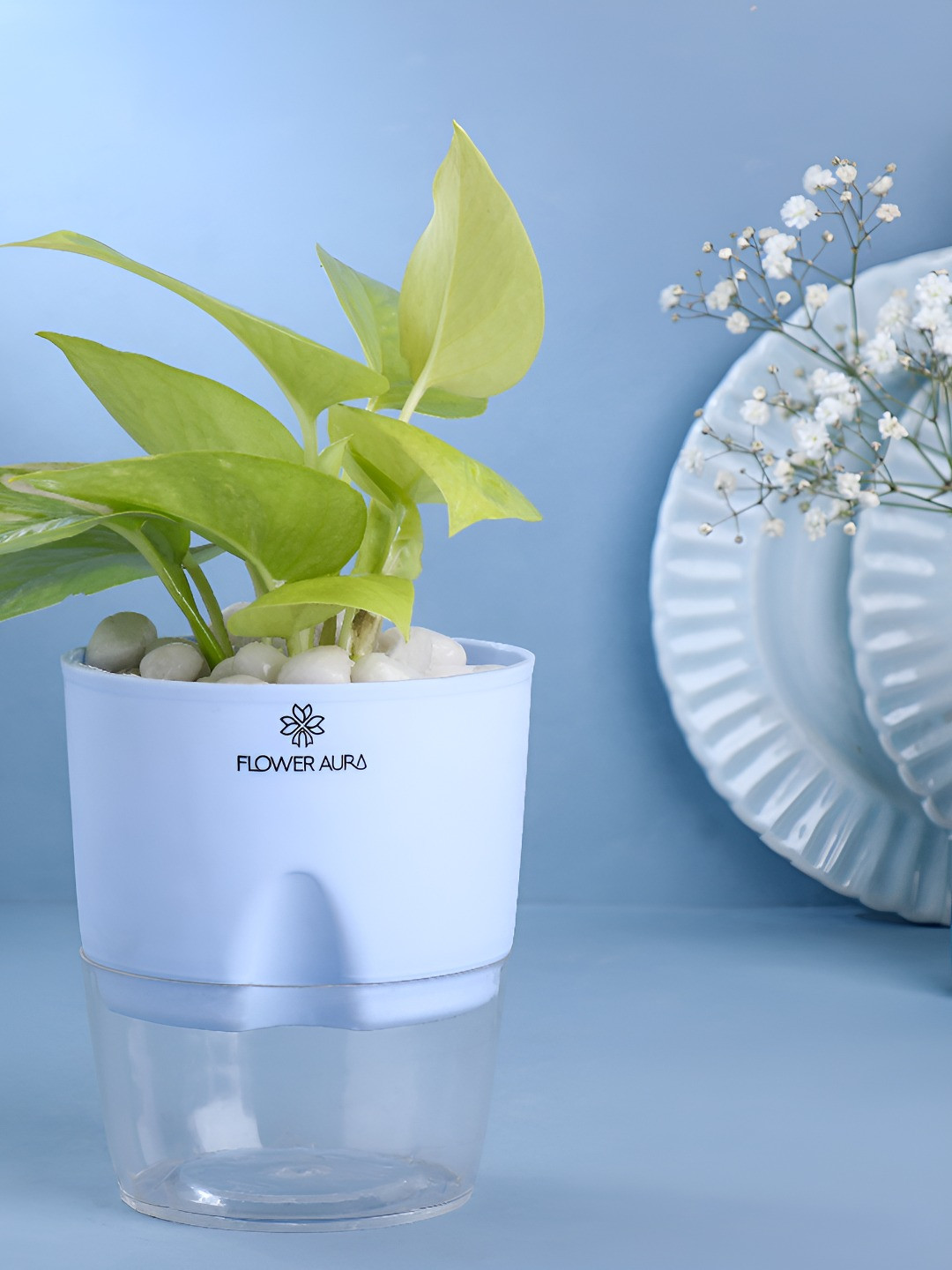 Floweraura Green Indoor Good Luck Money Live Plant With Self Watering Pot & Manure- 10 cm