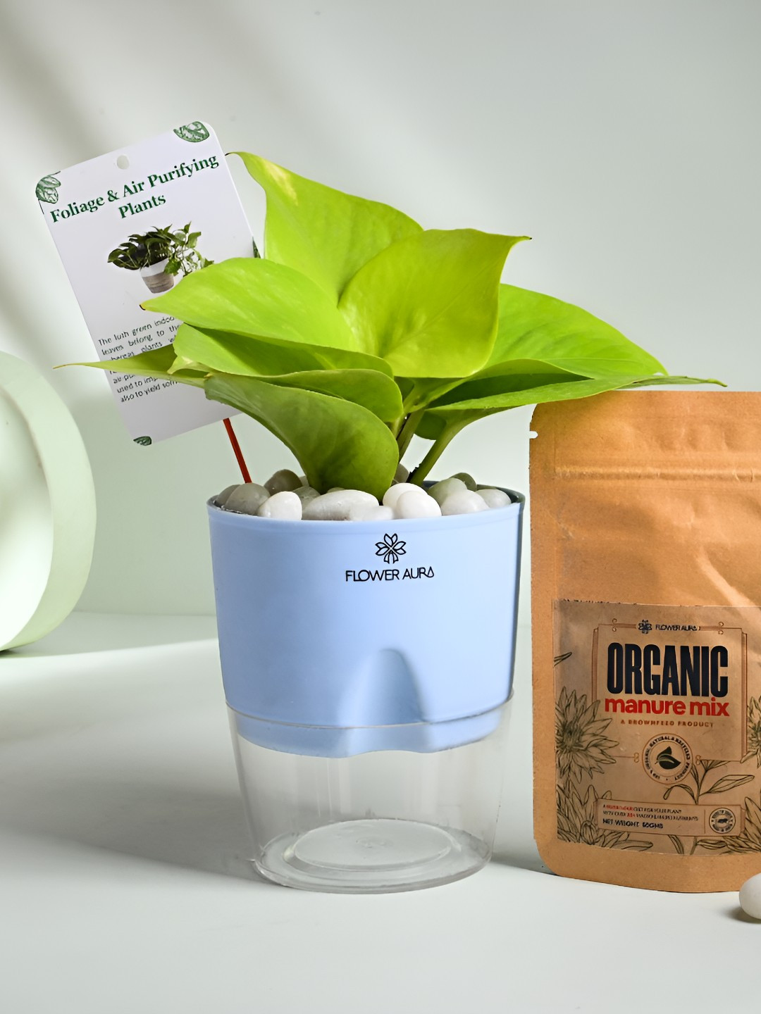 Floweraura Green Indoor Good Luck Money Live Plant With Self Watering Pot & Manure- 10 cm