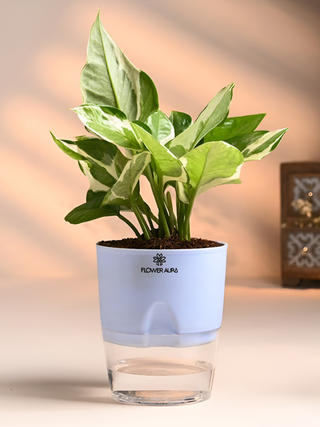 Floweraura Green Air Purifying Good Luck Whitye Live Plant With Self Watering Pot-10 cm