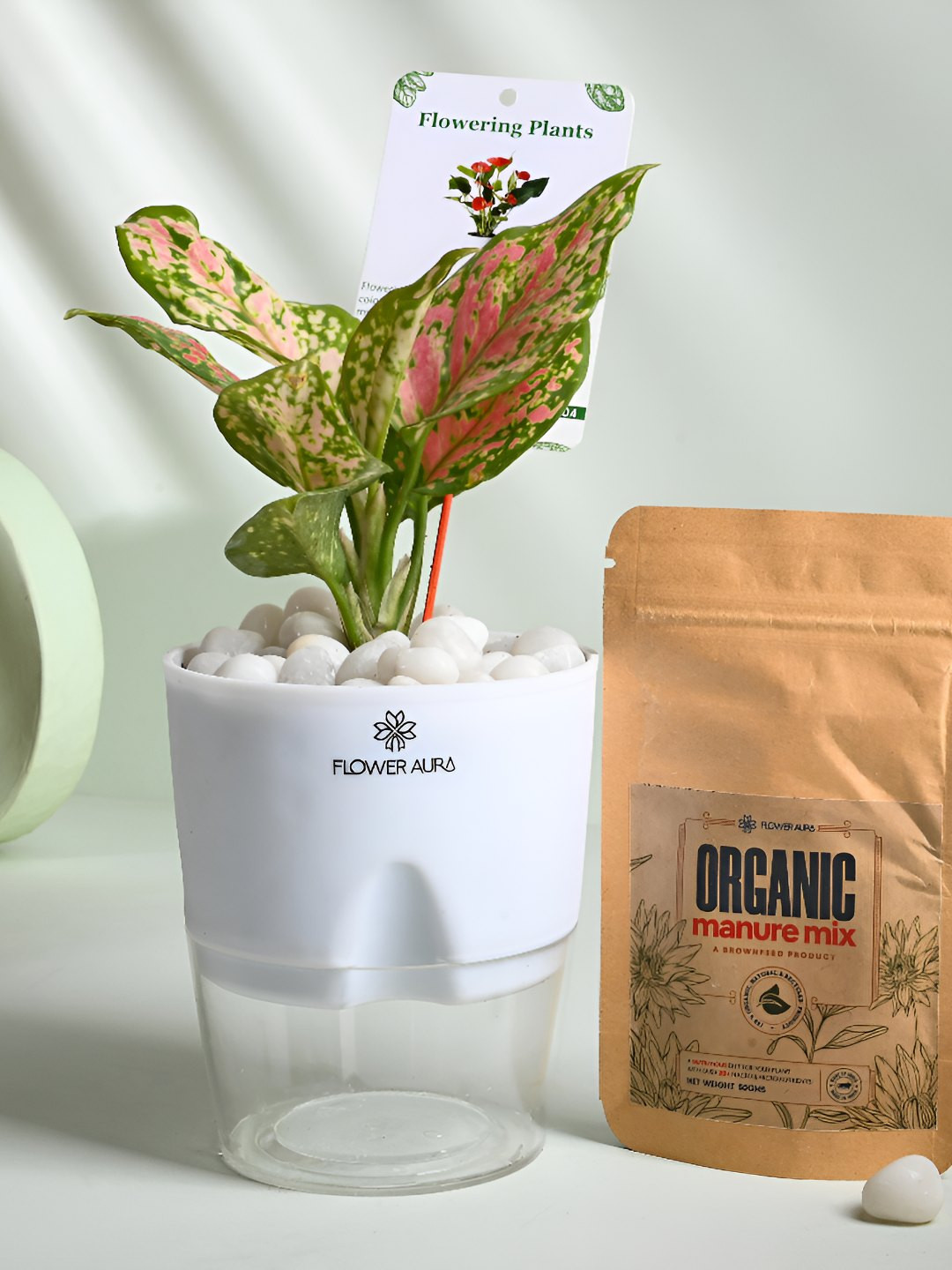 Floweraura Green Indoor Aglaonema Live Plant With Self Watering Pot & Manure- 10 cm