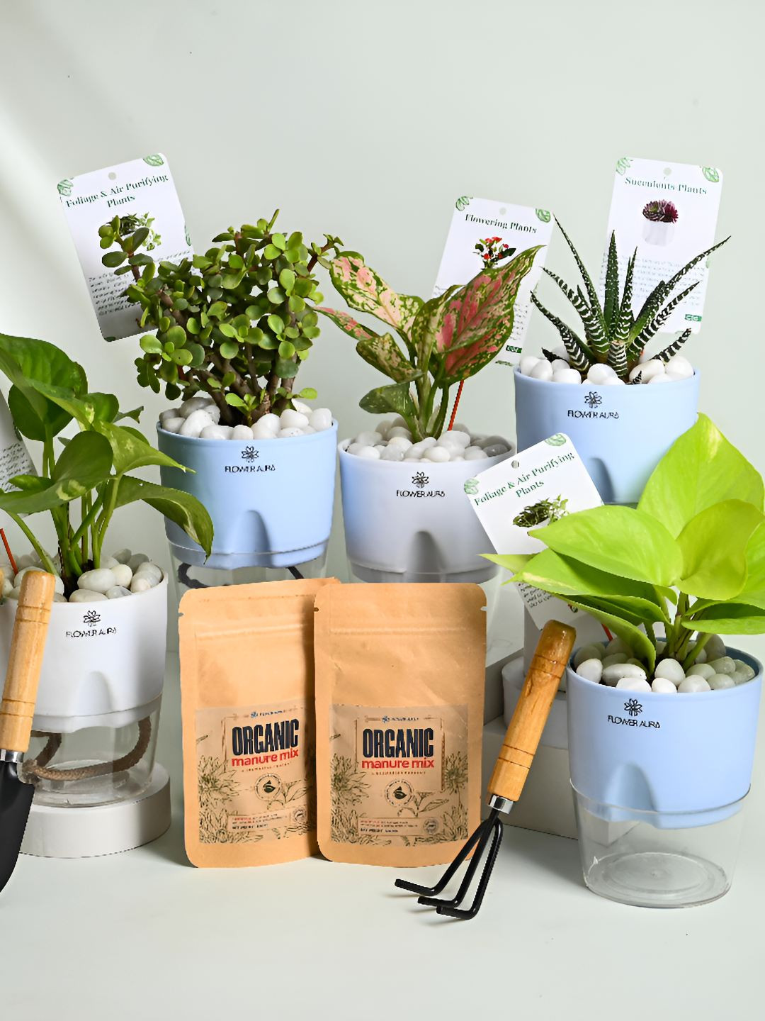 Floweraura Green 5 Pieces Indoor Air Purifying Indoor Live Plants-10 cm