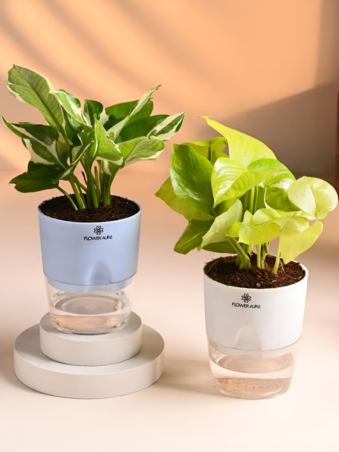 Floweraura Green 2 Pieces Indoor Pothos & Money Live Plants With Self Watering Pot - 10 cm