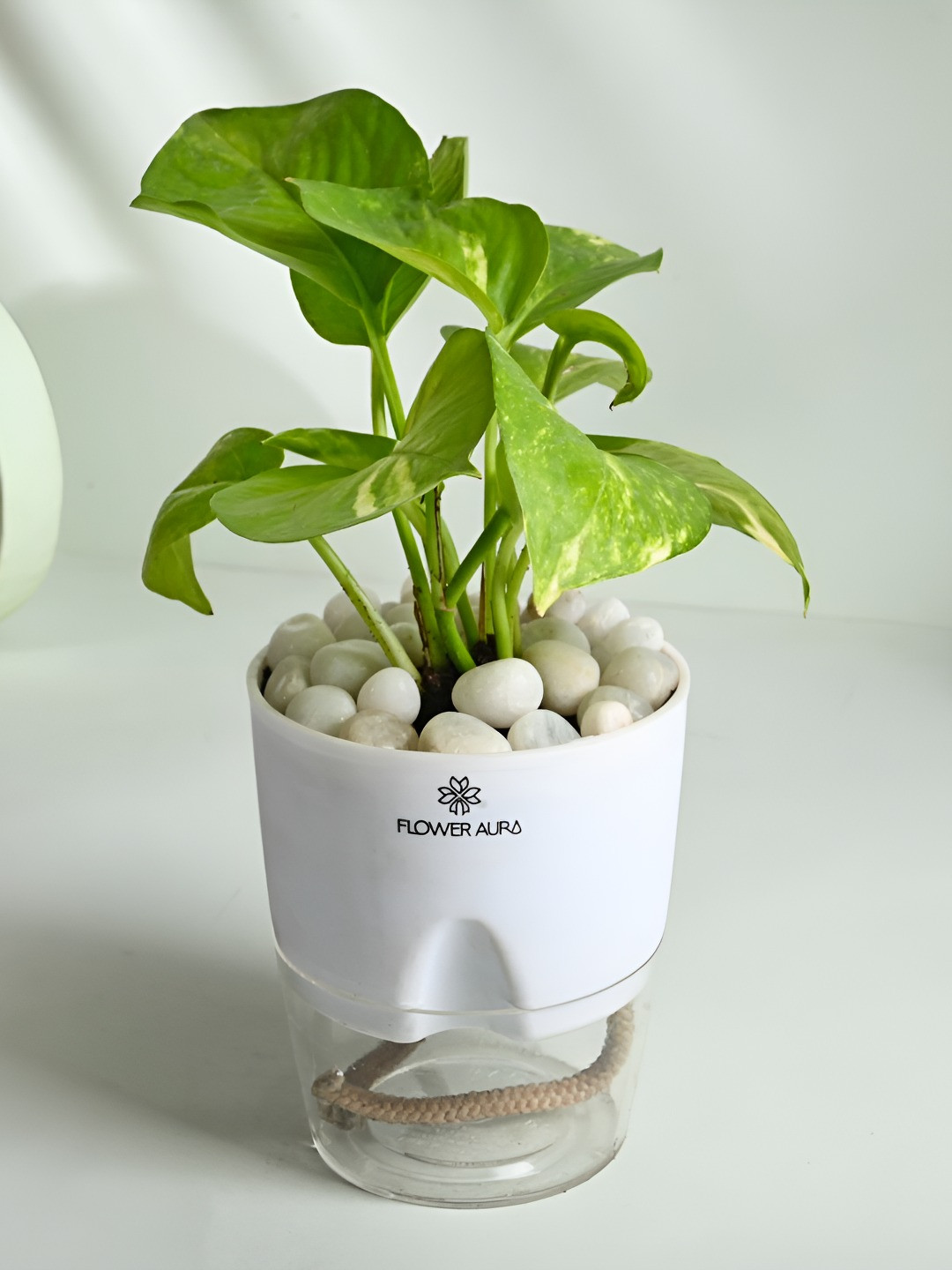 Floweraura Green 3 Pieces Good Luck Money & Jade Live Plants With Self Watering Pot-10 cm