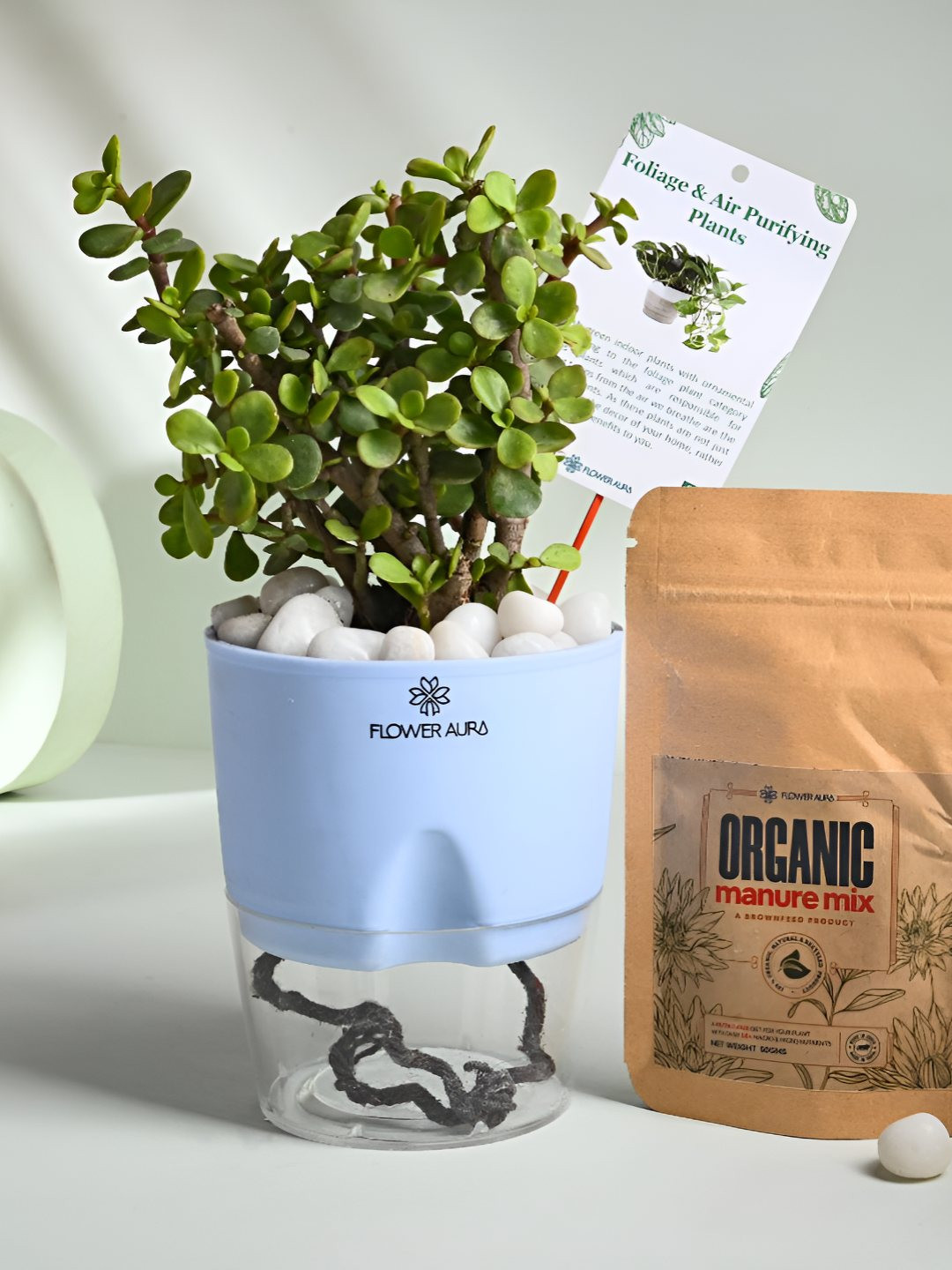 Floweraura Green Indoor Good Luck Jade Live Plant With Self Watering Pot & Manure- 10 cm