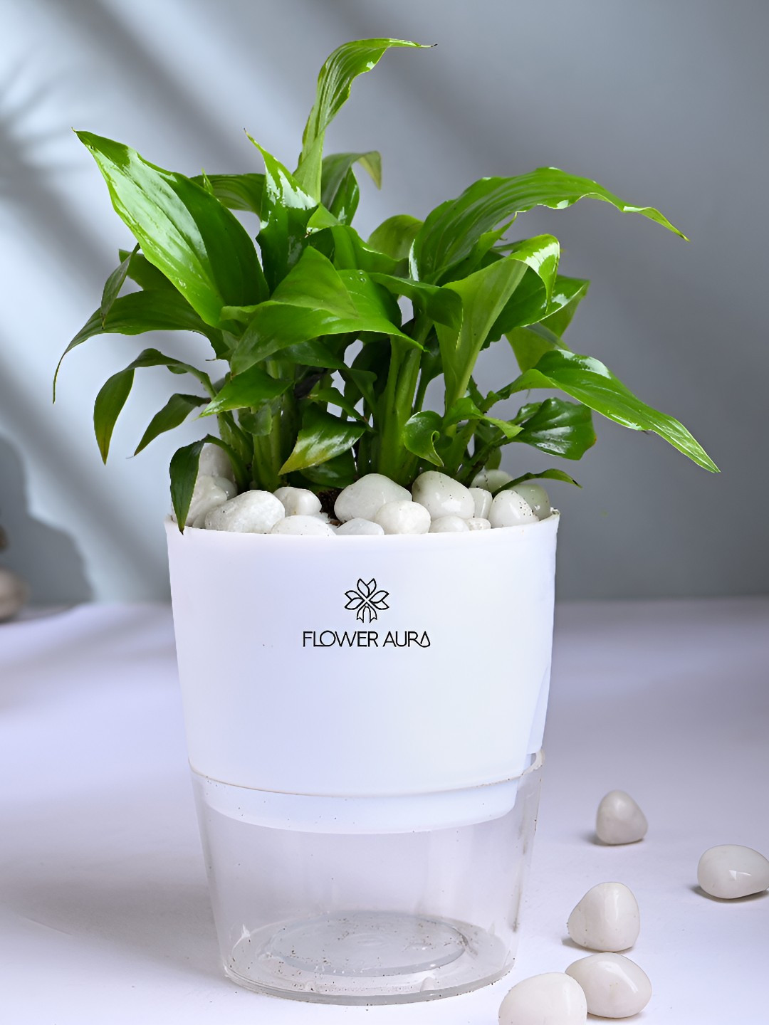 Floweraura Green Indoor Decorative Air Purifying Live Plant With Self Watering Pot-10cm