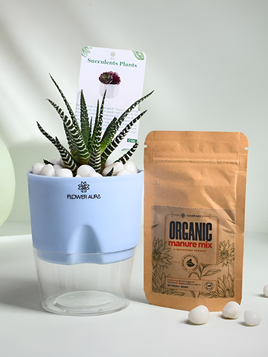 Floweraura Green Fancy Vastu Haworthia Live Plant With Self Watering Pot & Manure-15 cm