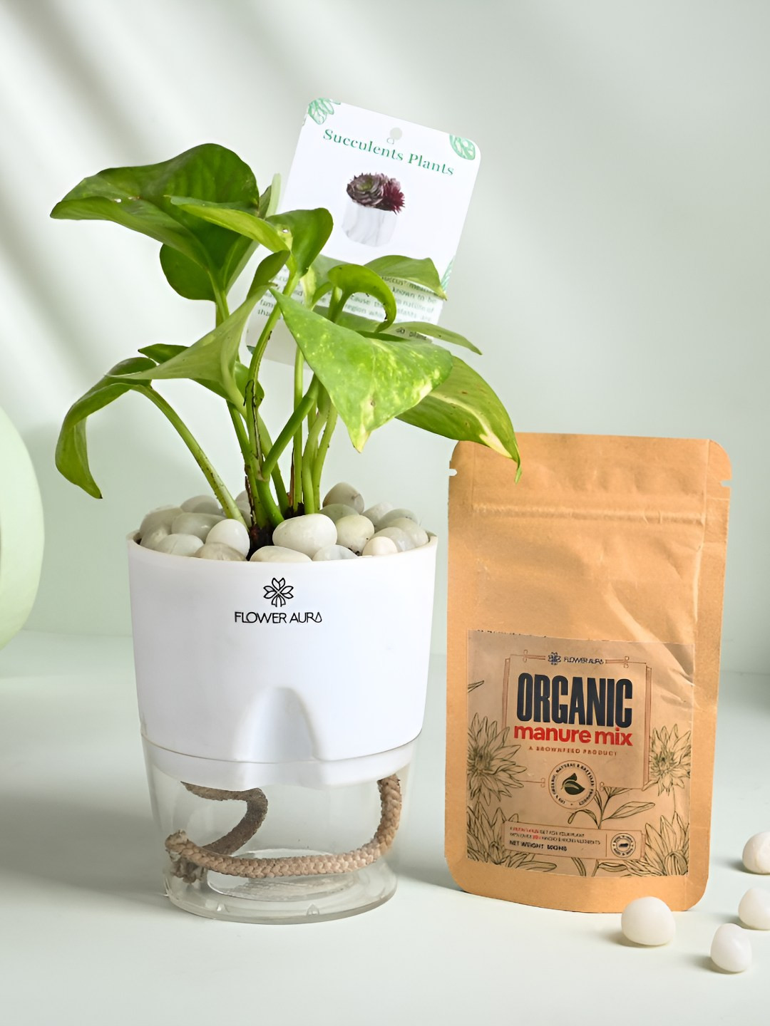 Floweraura Green Indoor Good Luck Money Live Plant With Self Watering Pot & Manure- 10 cm