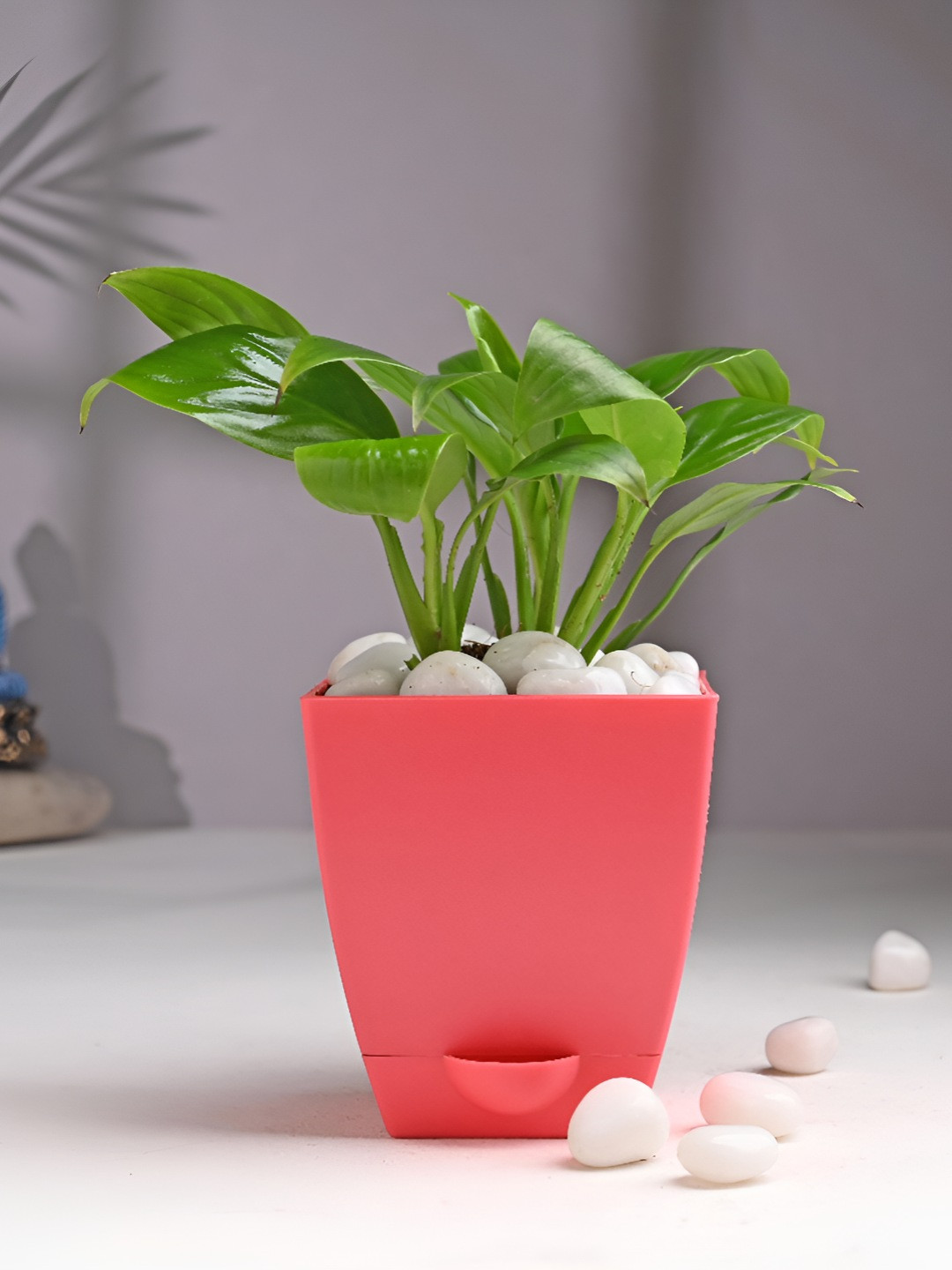 Floweraura Green & Red Indoor Peace Lily Live Plant With Pot 9.9 cm