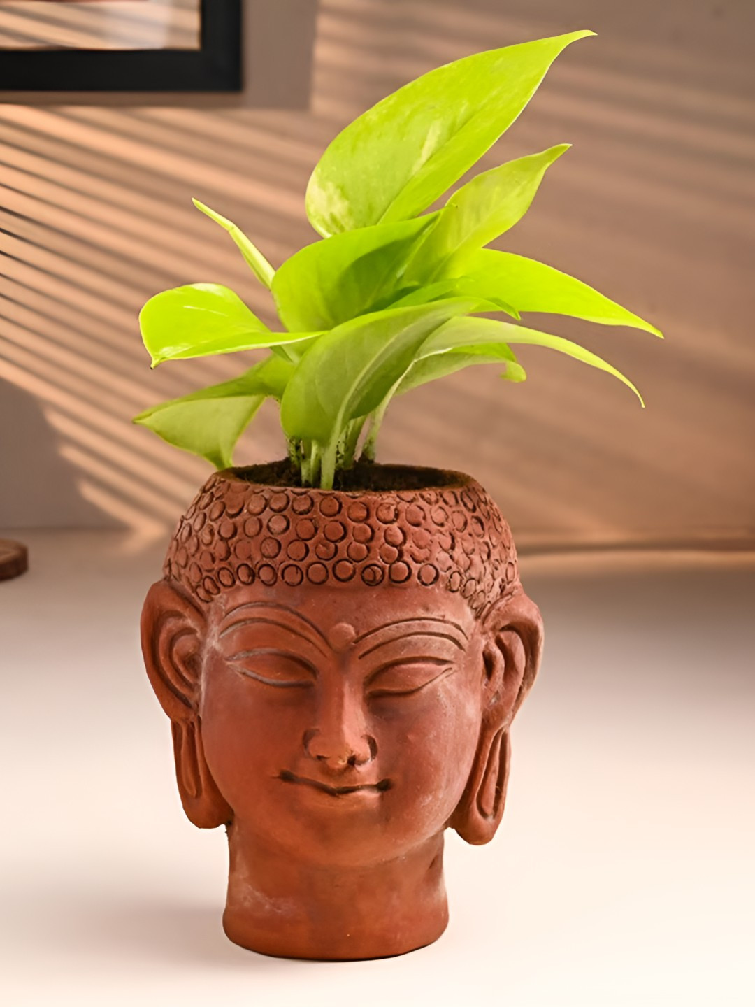 Floweraura Green Indoor Golden Money Plant With Pot 9.9 cm