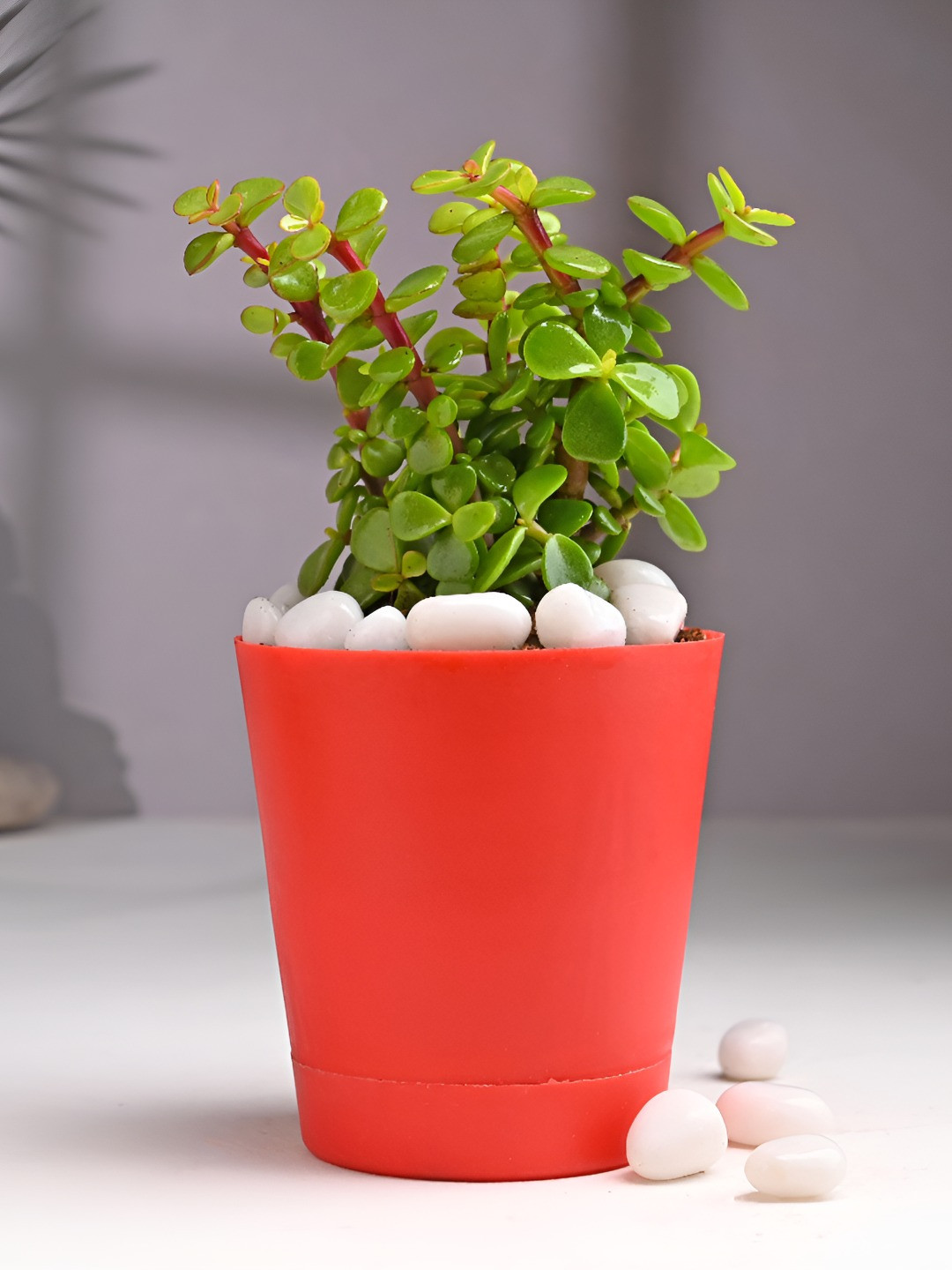 Floweraura Green & Red Indoor Good Luck Jade Live Plant With Pot 9.9 cm