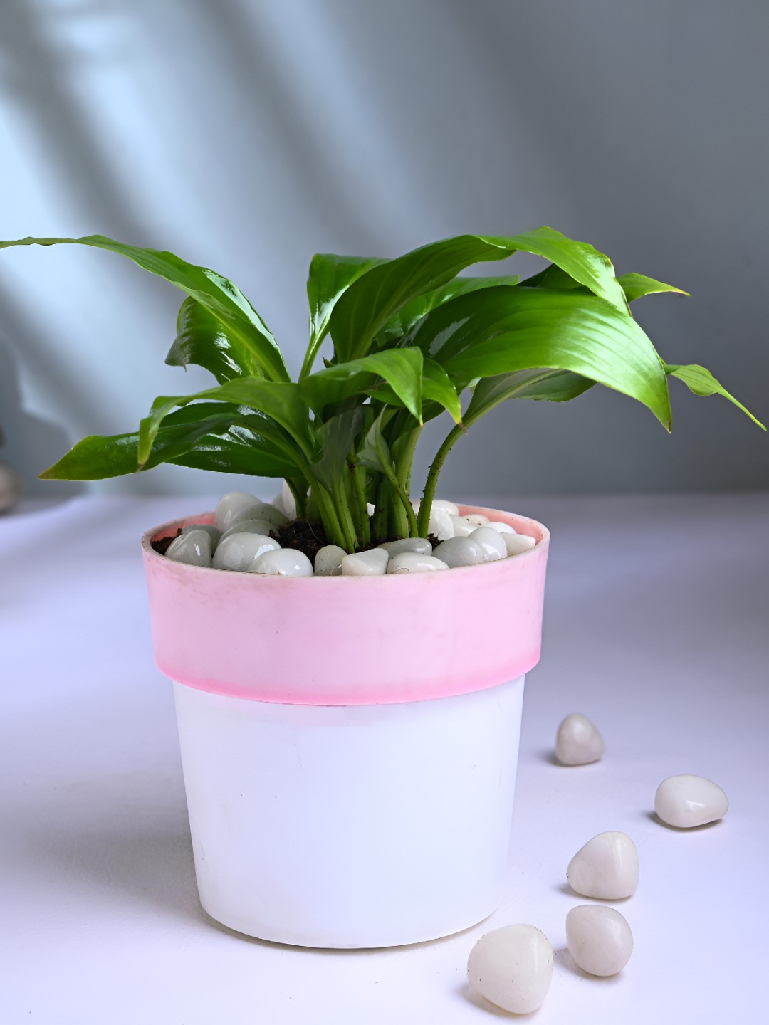 Floweraura Green & Pink Indoor Peace Lily Plant With Pot 9.9 cm