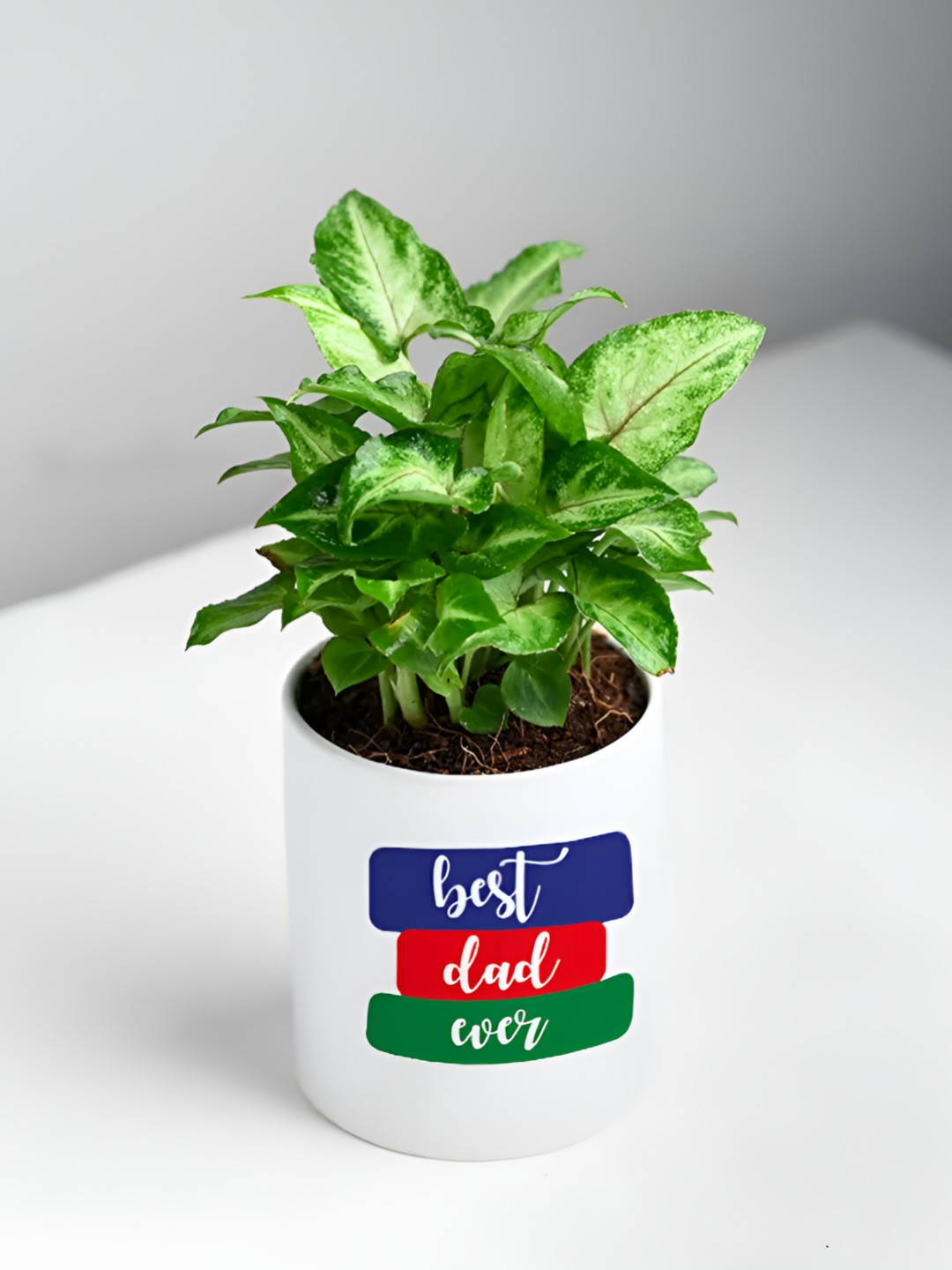 Floweraura Green and White Ceramic Indoor Lush Syngonium Plant With Pot 10 cm