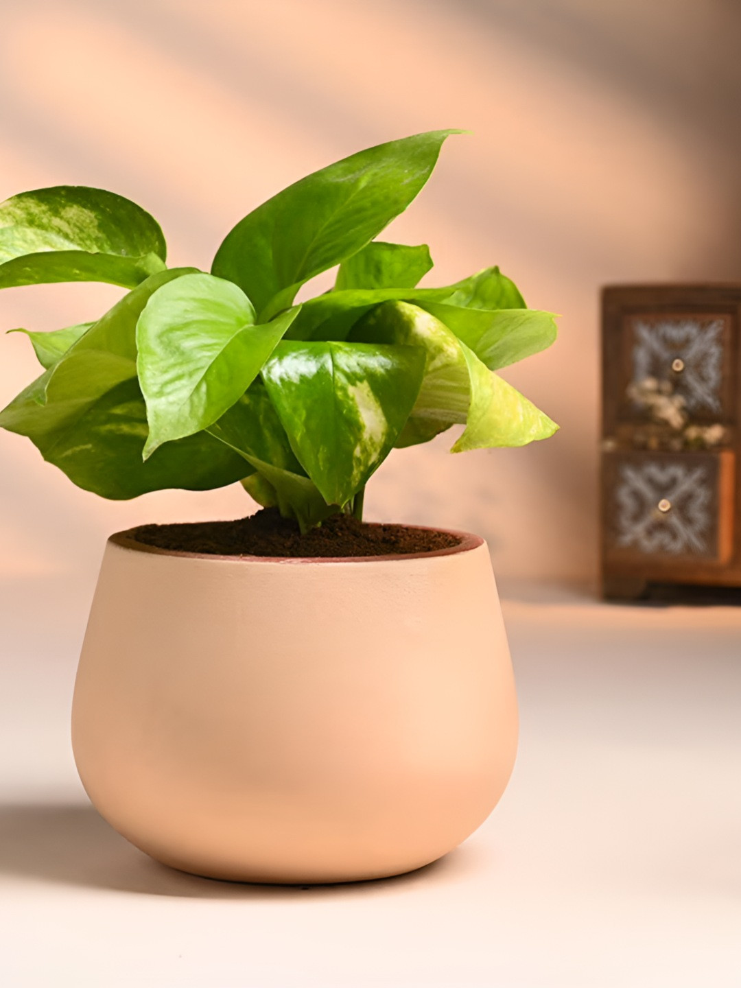 Floweraura Green Indoor Prosperous Money Plant With Pot 9.9 cm