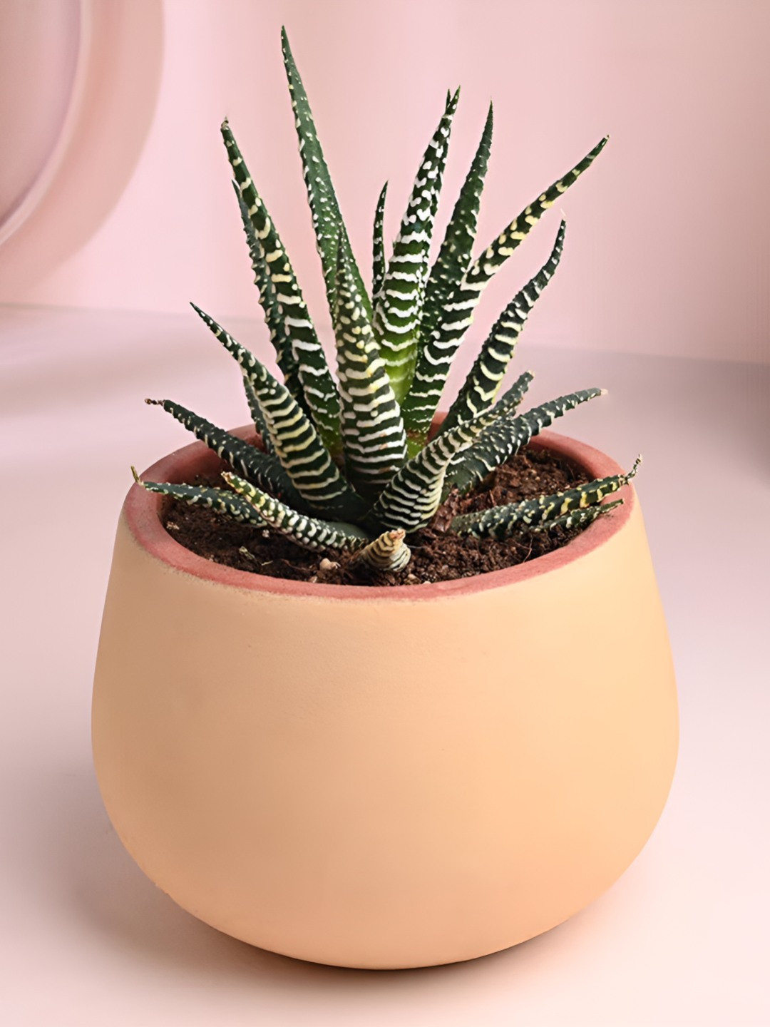 Floweraura Green and Beige Indoor Haworthia Plant With Terracotta Pot