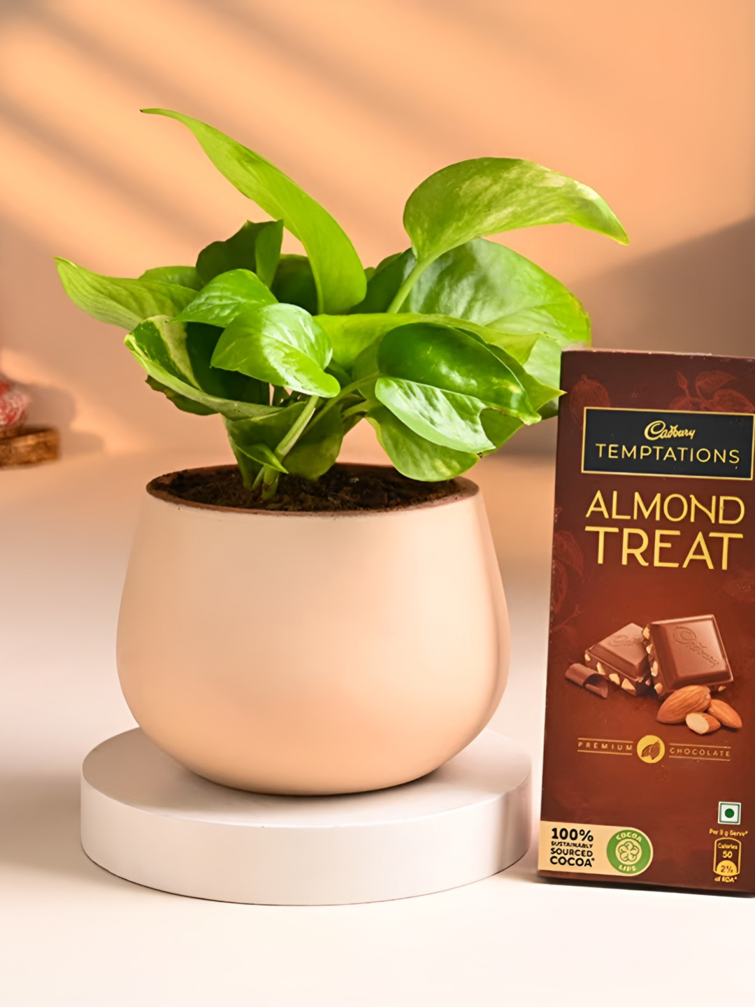 Floweraura Green and Beige Indoor Joyful Money Plant With Pot