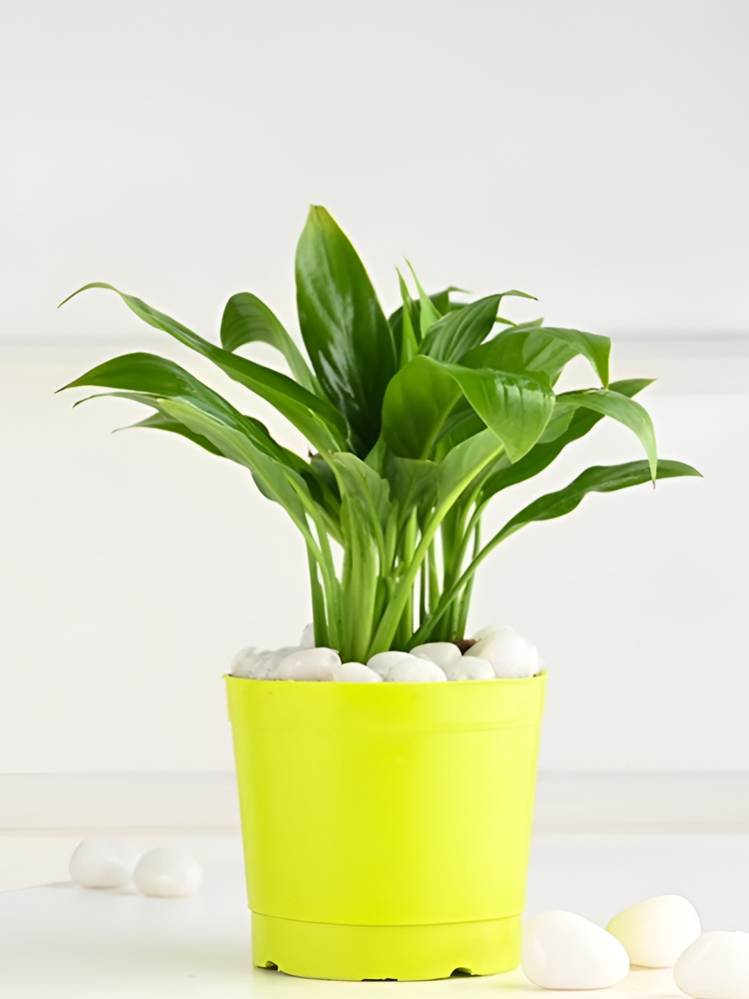 Floweraura Green Indoor Radiant Peace Lily Plant With Pot 9.9 cm