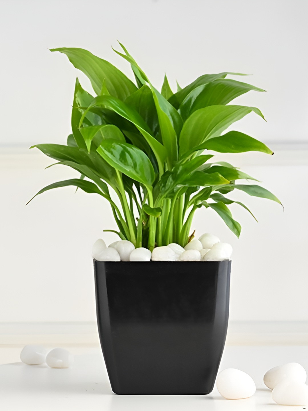 Floweraura Green & Black Indoor Peace Lily Plant With Pot 9.9 cm
