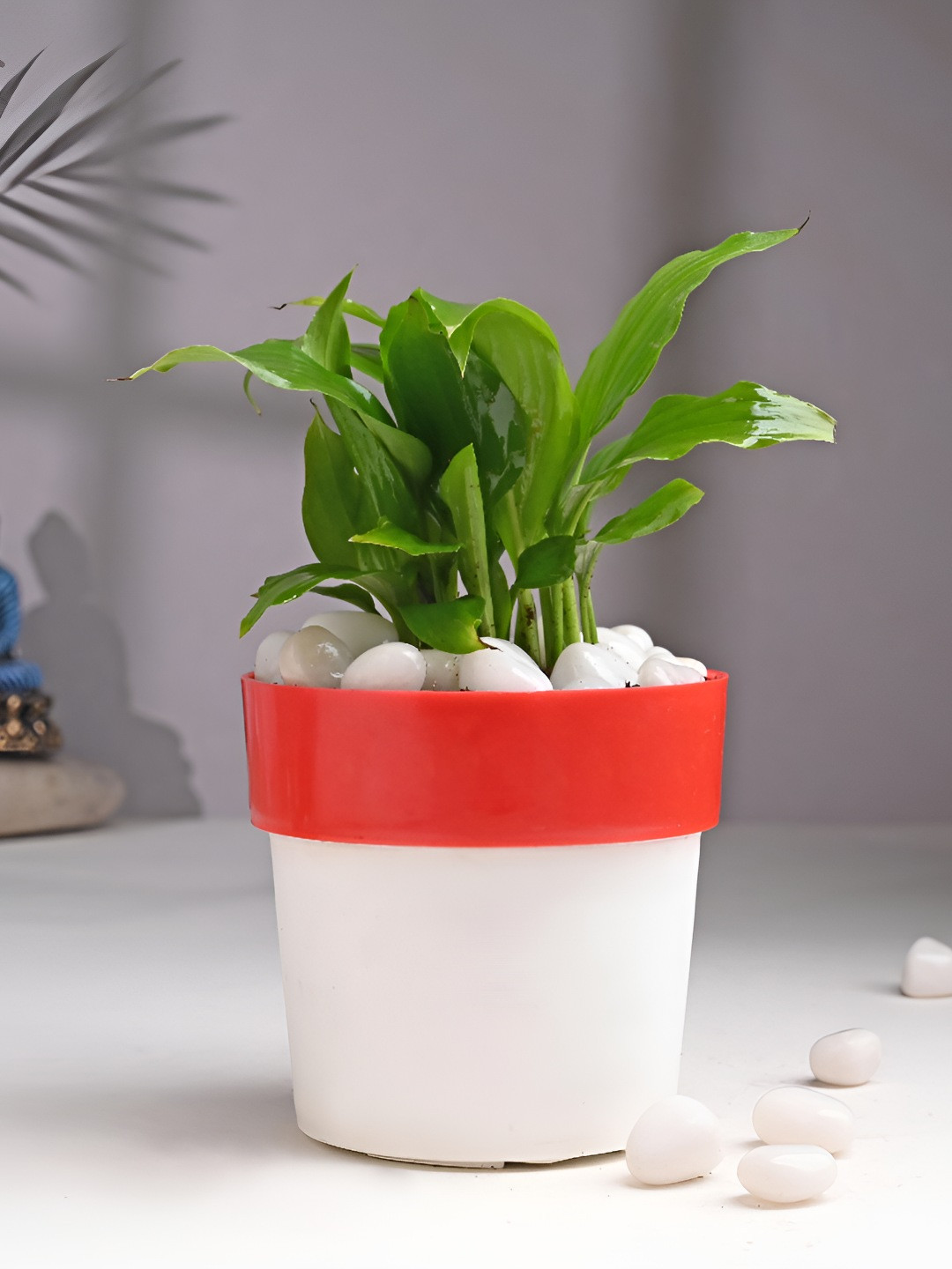 Floweraura Red and White Indoor Peace Lily Live Plant With Pot