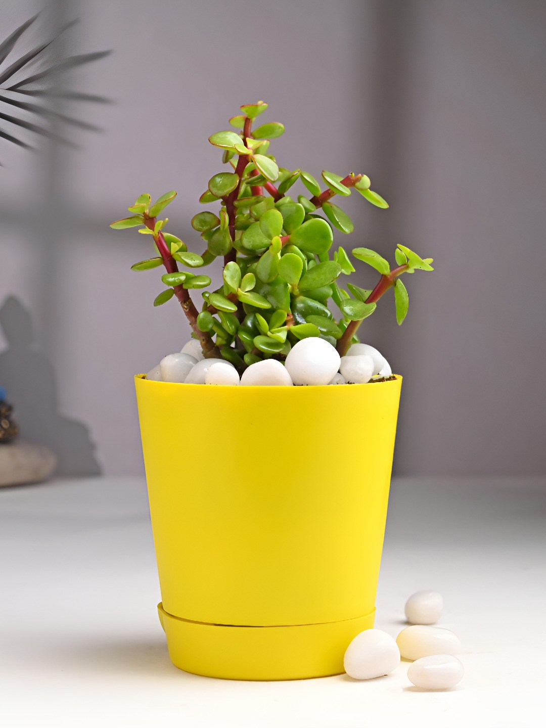 Floweraura Green & Yellow Indoor Good Luck Jade Live Plant With Pot 9.9 cm