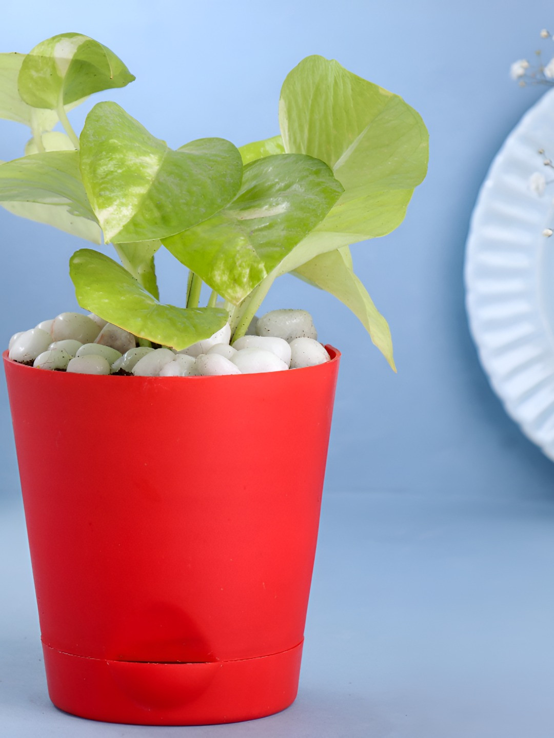 Floweraura Green & Red Indoor Good Luck Golden Money Plant With Pot 9.9 cm