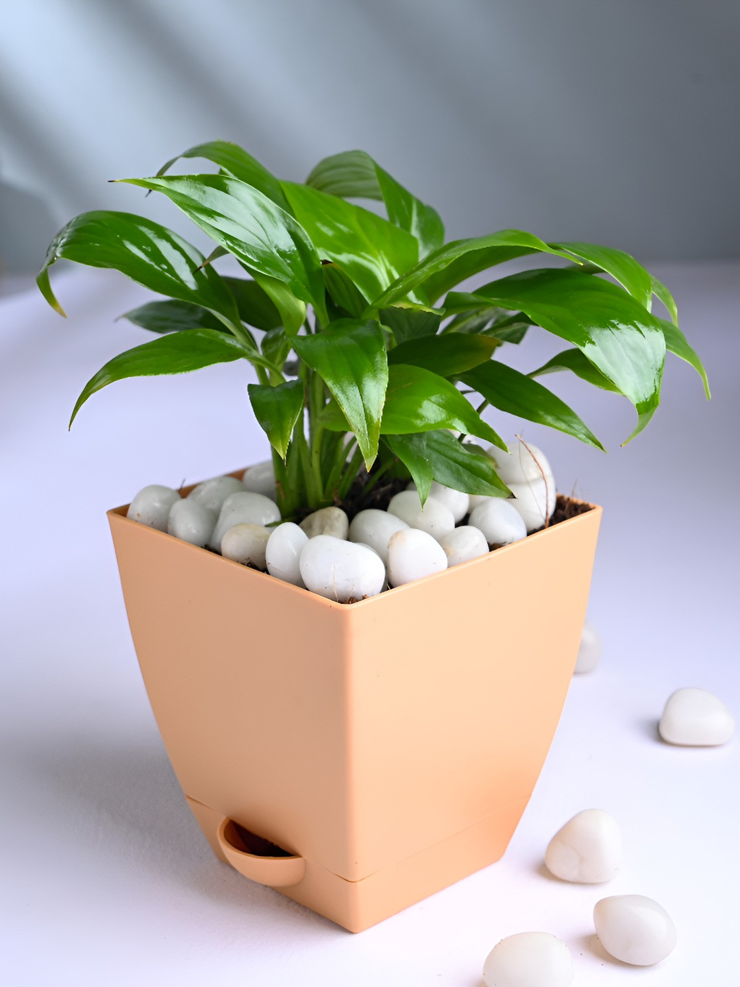 Floweraura Green and Beige Indoor Serene Peace Lily Charm Plant With Pot