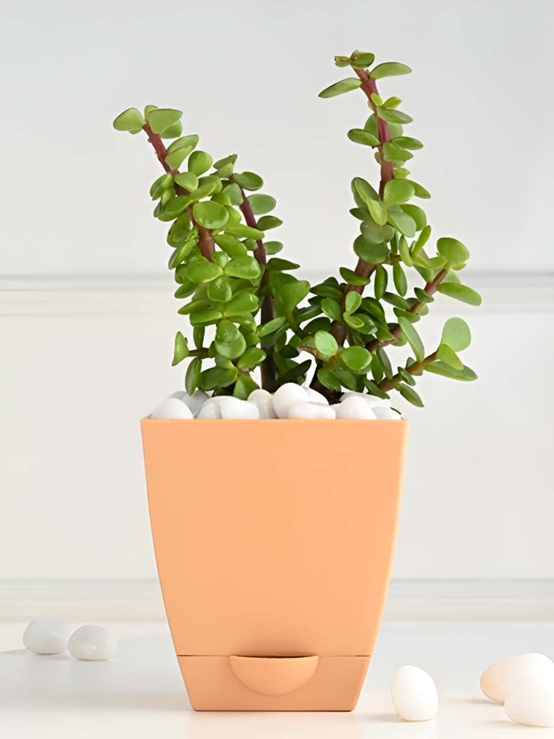Floweraura Green Indoor Jade Plant With Pot- 3.9 Inch