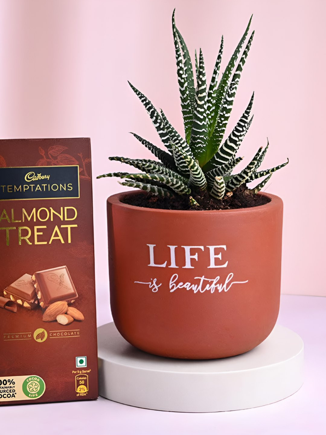 Floweraura Green & Brown Indoor Haworthia Plant With Pot 9.9 cm