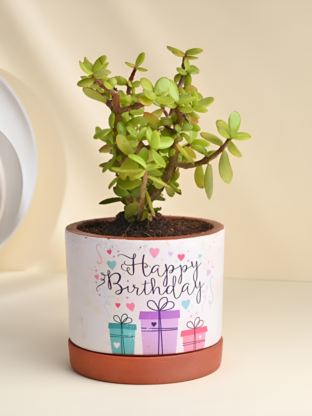 Floweraura Green Indoor Jade Plant With Pot 9.9 cm
