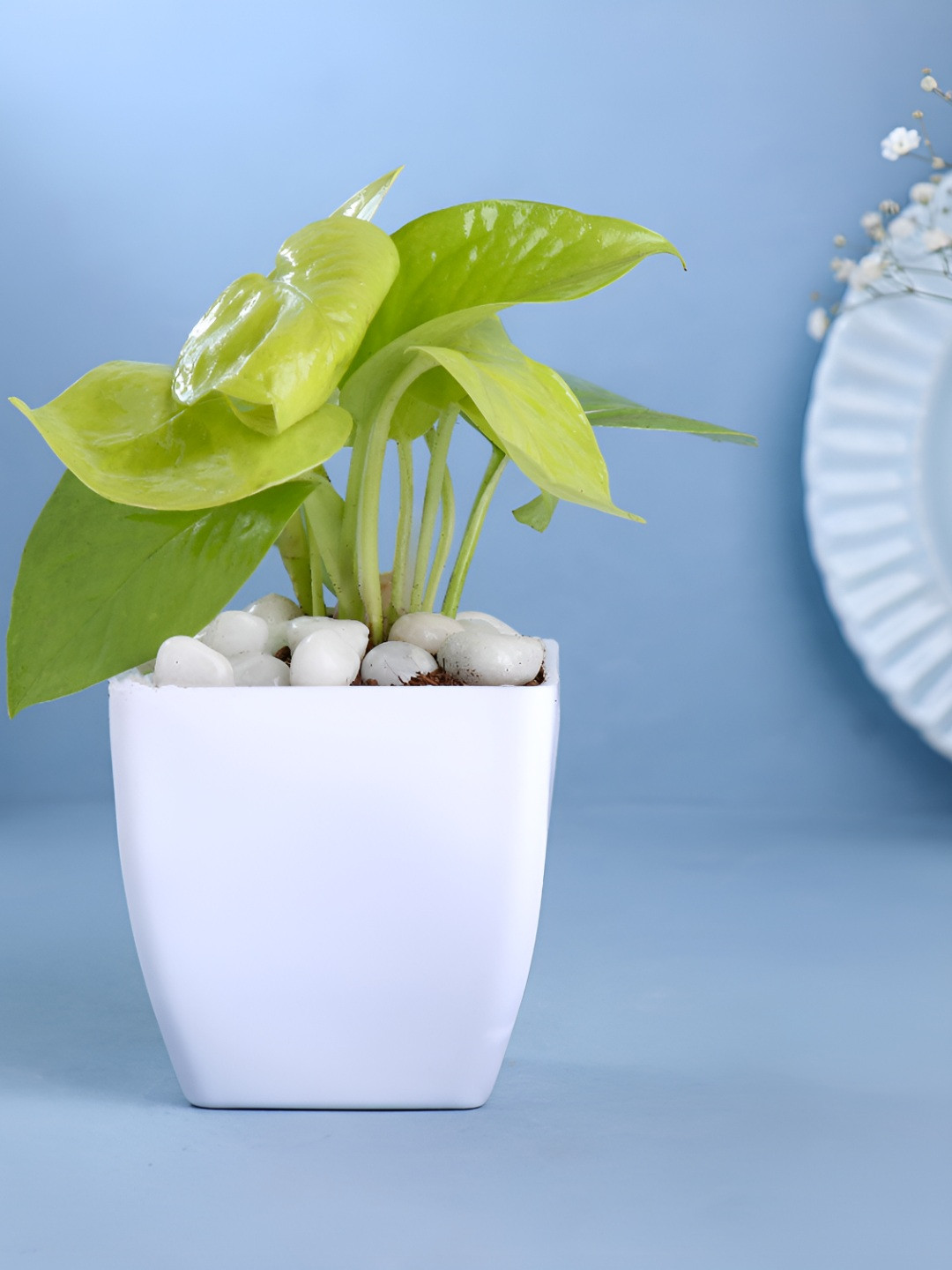 Floweraura Green and White Indoor Good Luck Golden Money Live Plant With Pot 10 cm