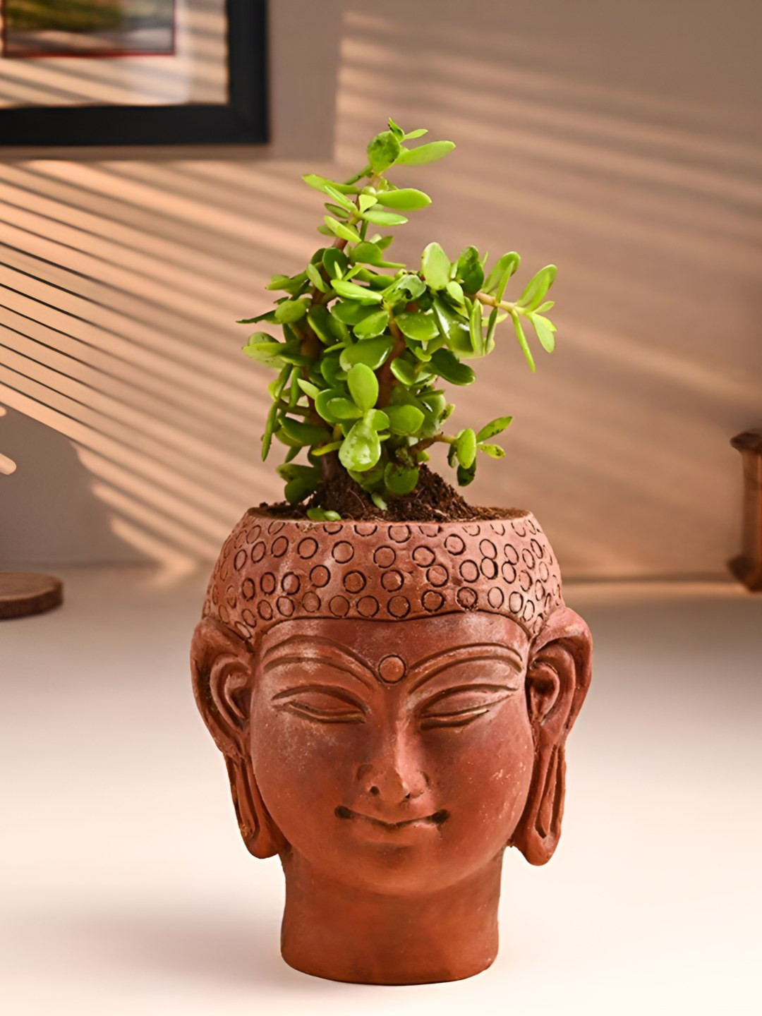 Floweraura Green Indoor Jade Plant  In Buddha Terracotta With Pot 9.9 cm