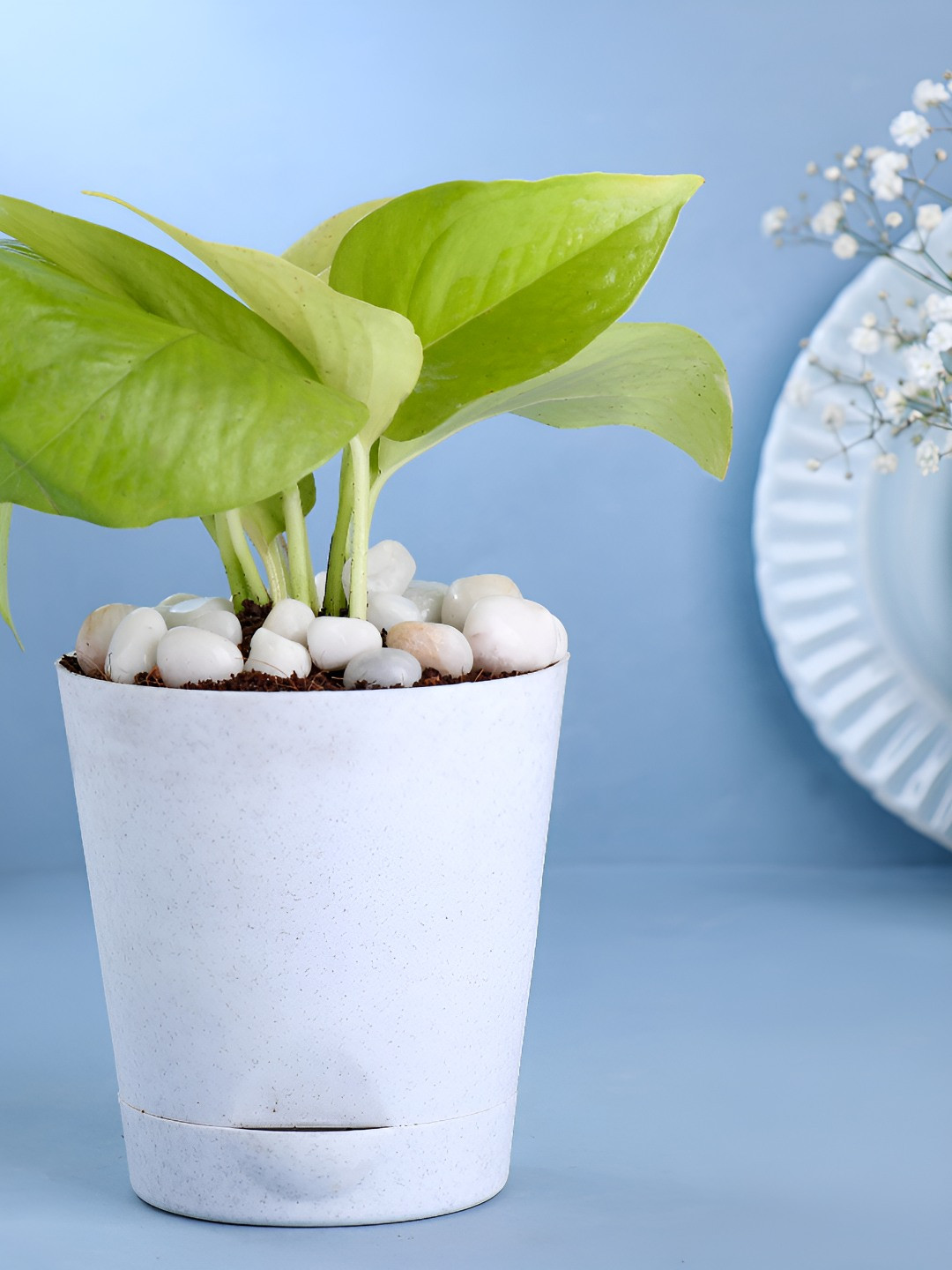 Floweraura Green Indoor Good Luck Golden Money Plant With Pot 9.9 cm