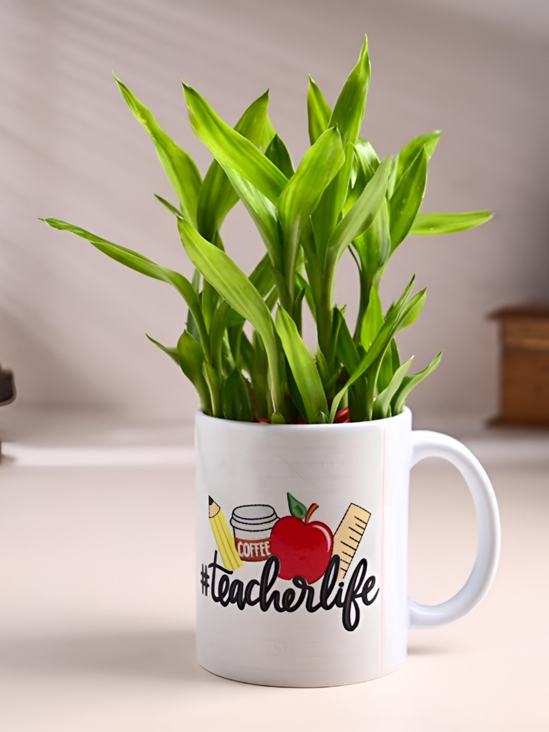 Floweraura Green Lucky Bamboo Plant