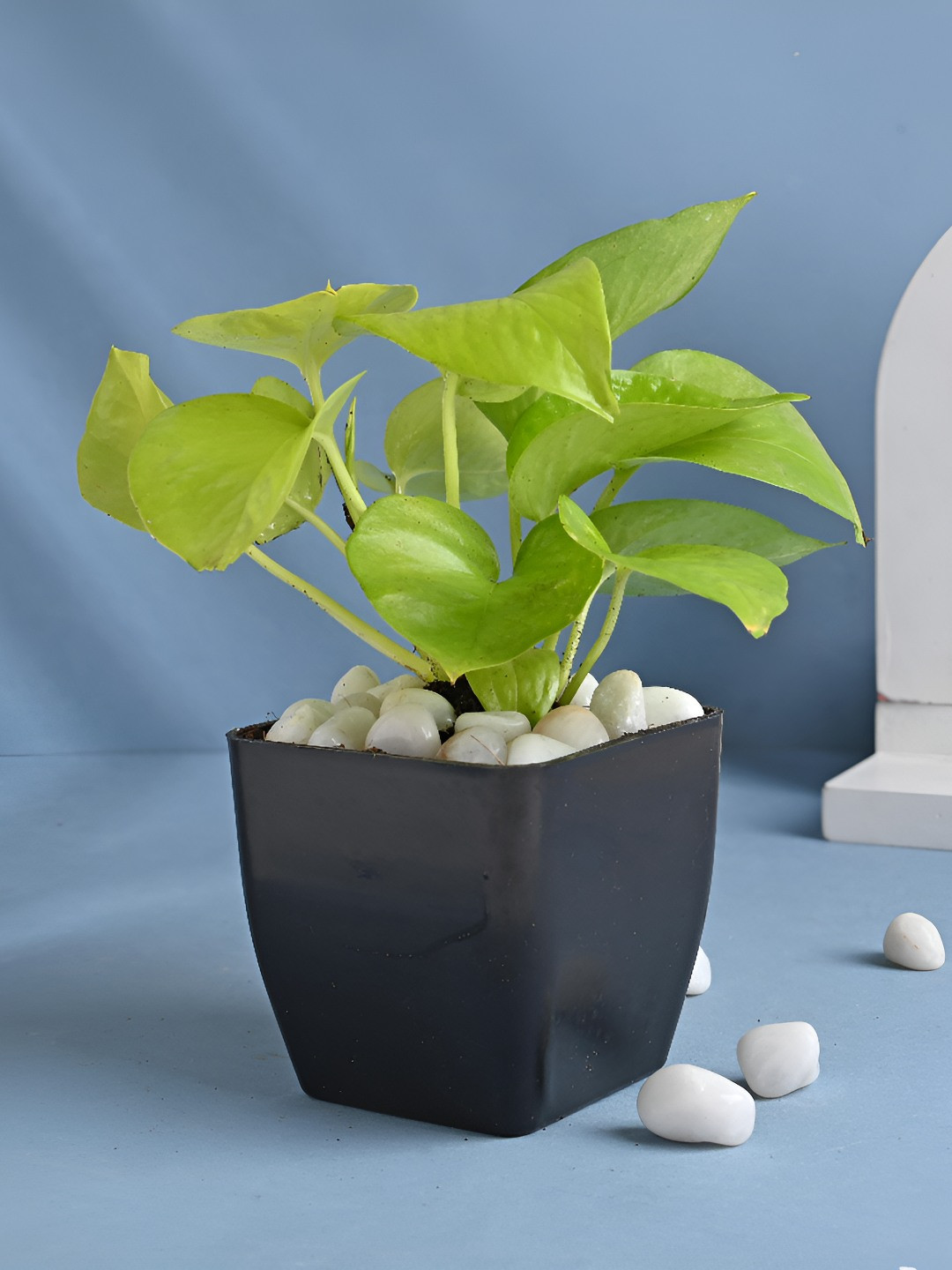 Floweraura Green & Black Good Luck Money Live Indoor Plant With Blossom Pot