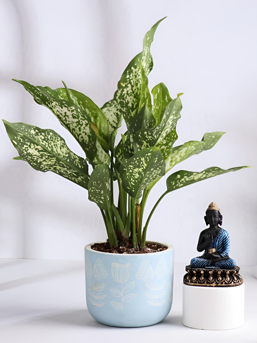 Floweraura Black & Blue 2 Pieces Buddha Statue With Aglaonema Indoor Live Plant