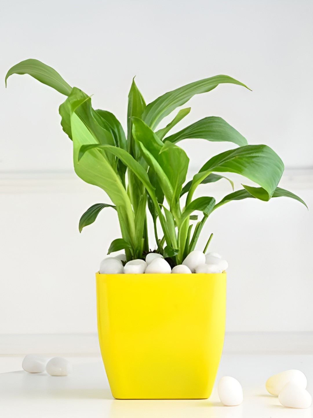 Floweraura Green & Yellow Peace Lily Live Indoor Plant With Pot