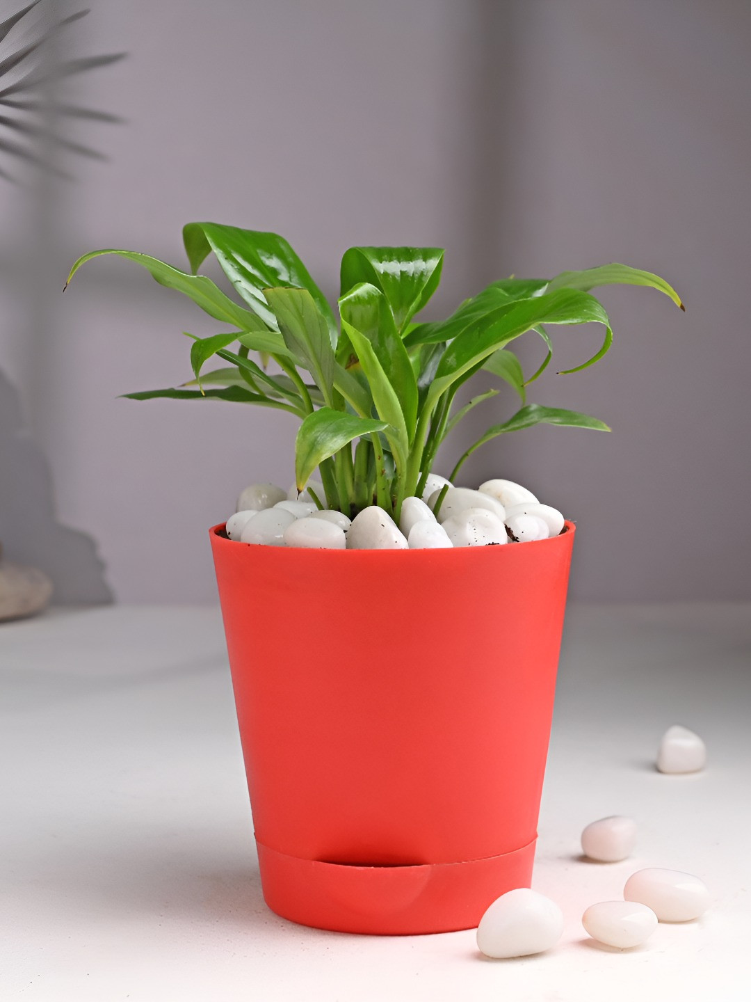 Floweraura Green & Red Peace Lily Live Indoor Plant With Pot
