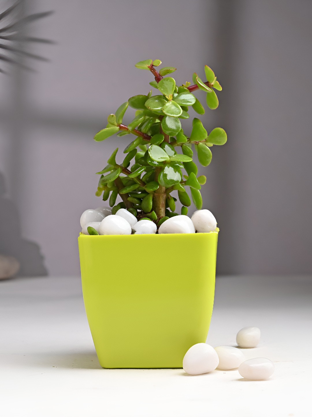 Floweraura Green and Yellow Good Luck Jade Live Indoor Plant 10 cm