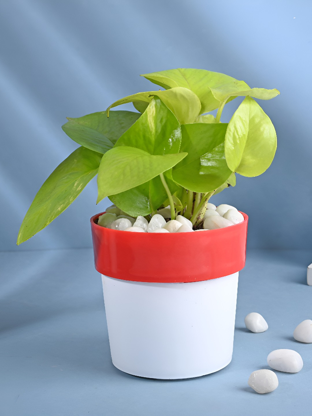 Floweraura Green & Red Good Luck Golden Money Live Indoor Plant