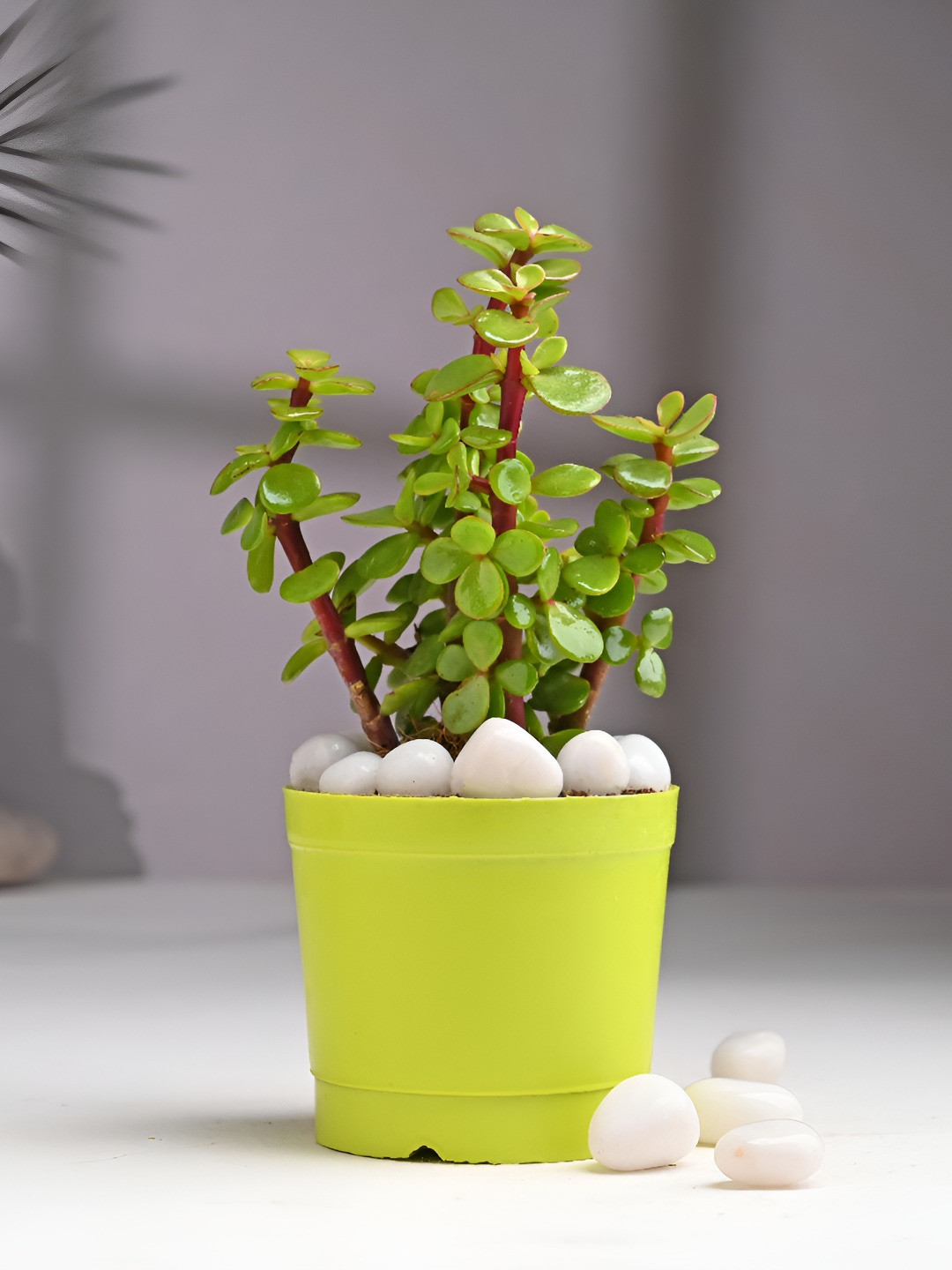 Floweraura Green Indoor Good Luck Jade Live Plant With Pot 9.9 cm