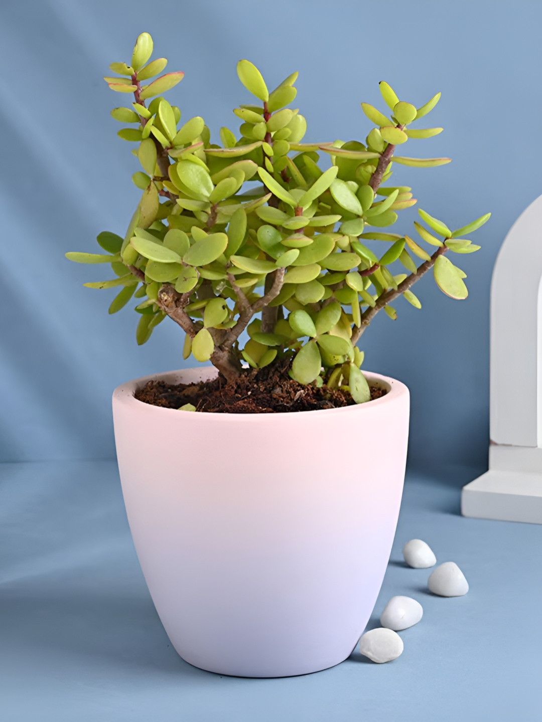 Floweraura Green and White Indoor Jade Plant With Chic Gradient Pot 10 cm