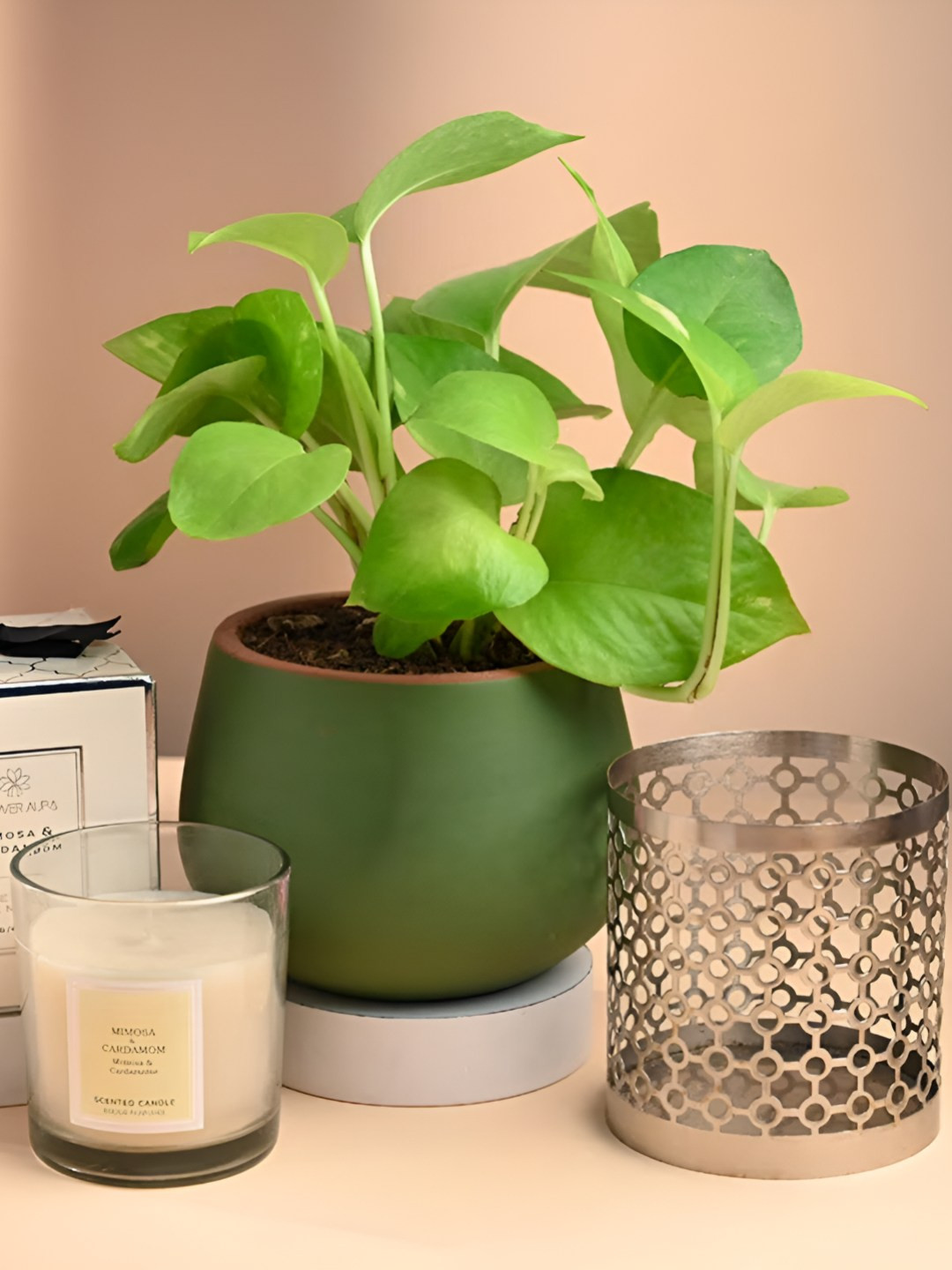Floweraura Gold-Toned Money Plant With Scented Candle & Tealight Holder 10 cm