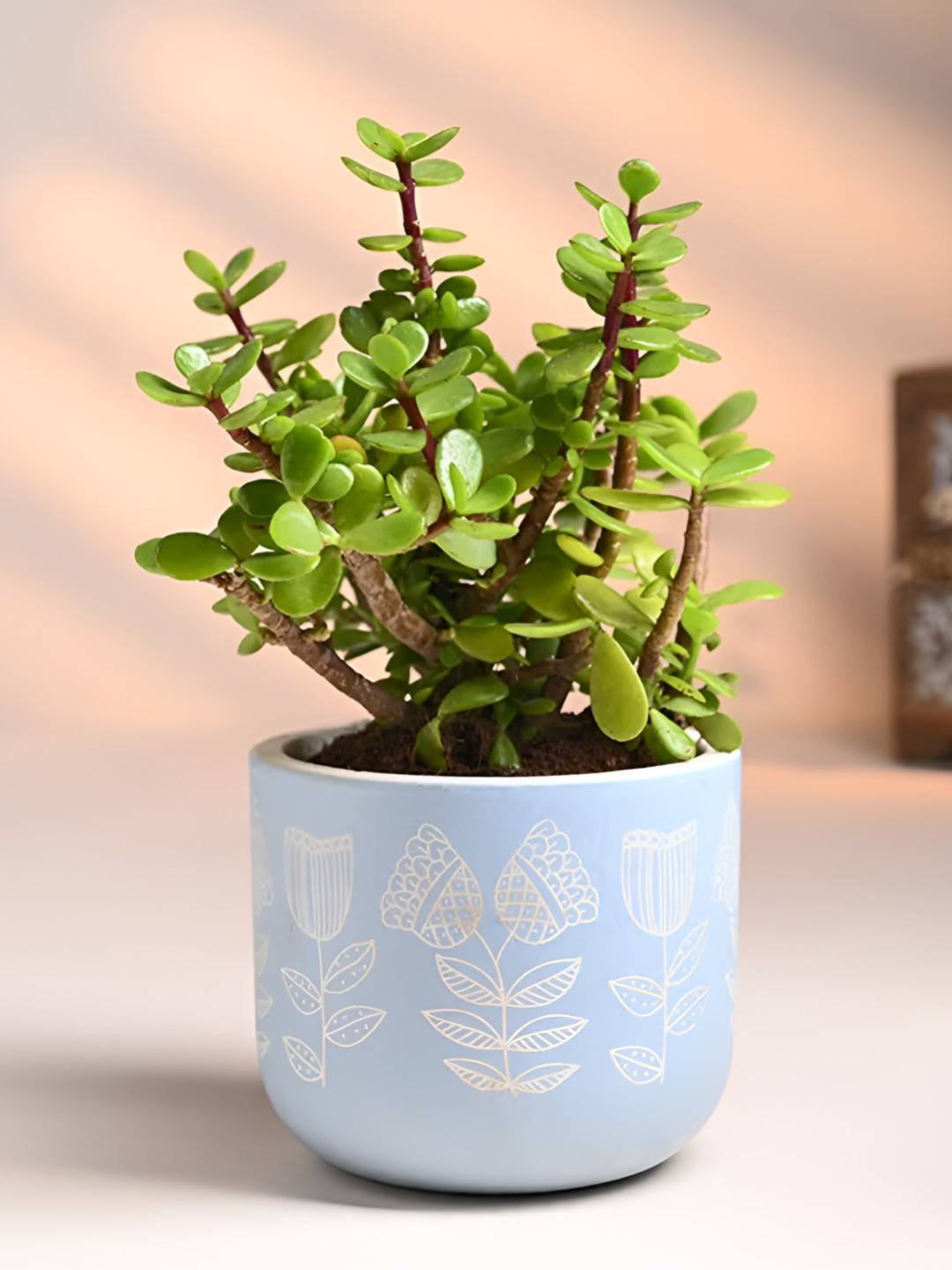 Floweraura Green Serene Jade In Terracotta Pot