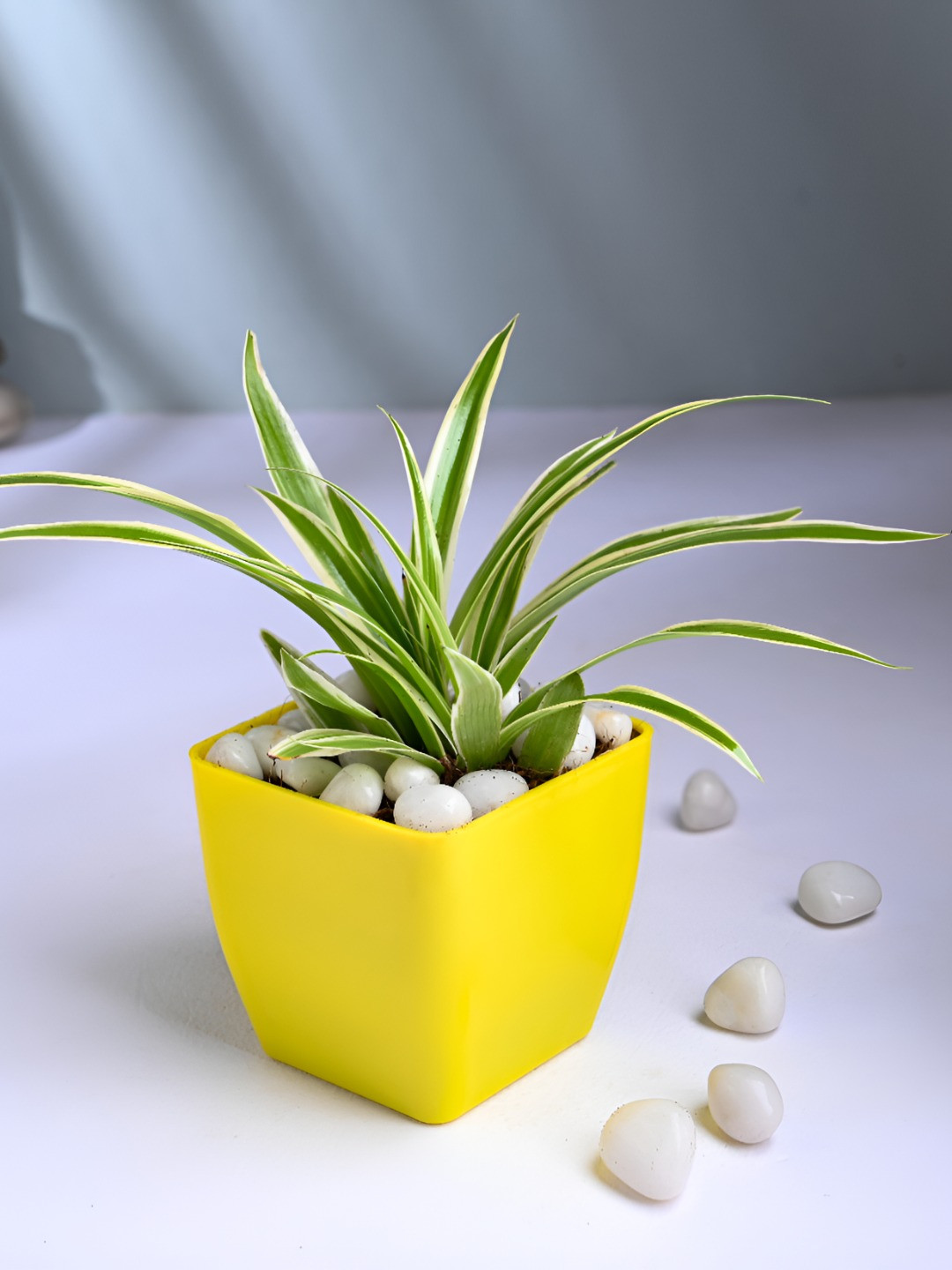 Floweraura Green & Yellow Indoor Spider Plant With Pot 9.9 cm